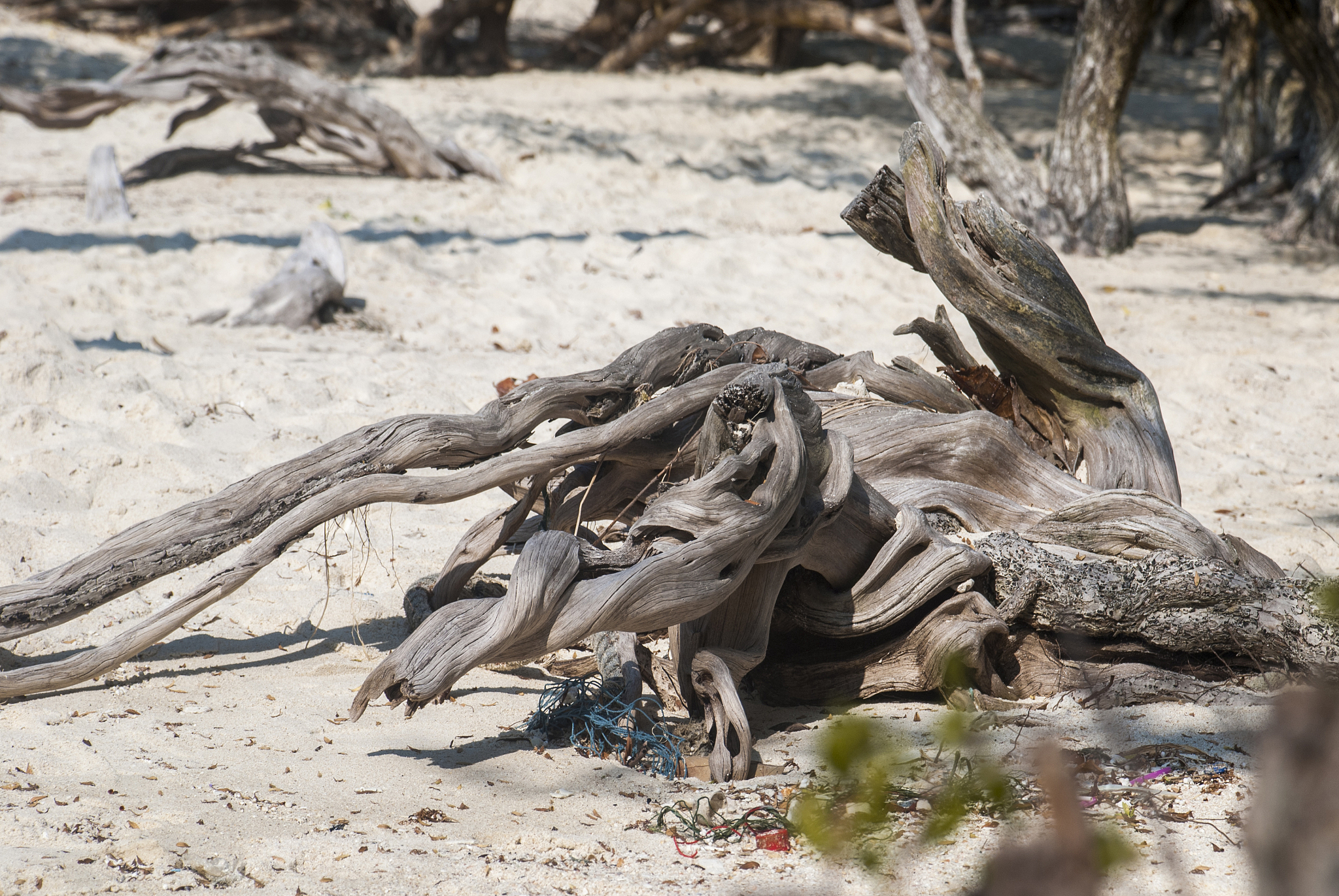 old timber on the beach