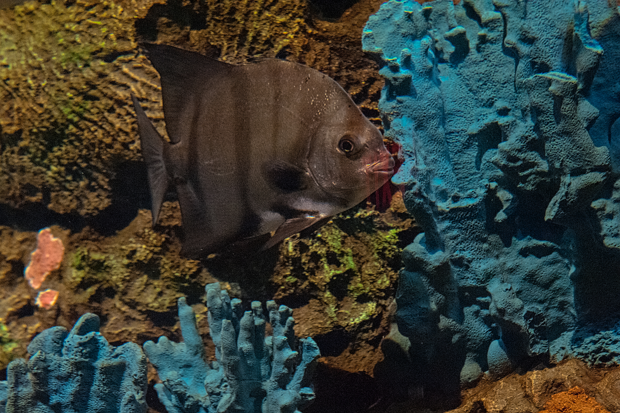海洋生物技术期刊研究内容详细介绍 - MARINE BIOTECHNOLOGY