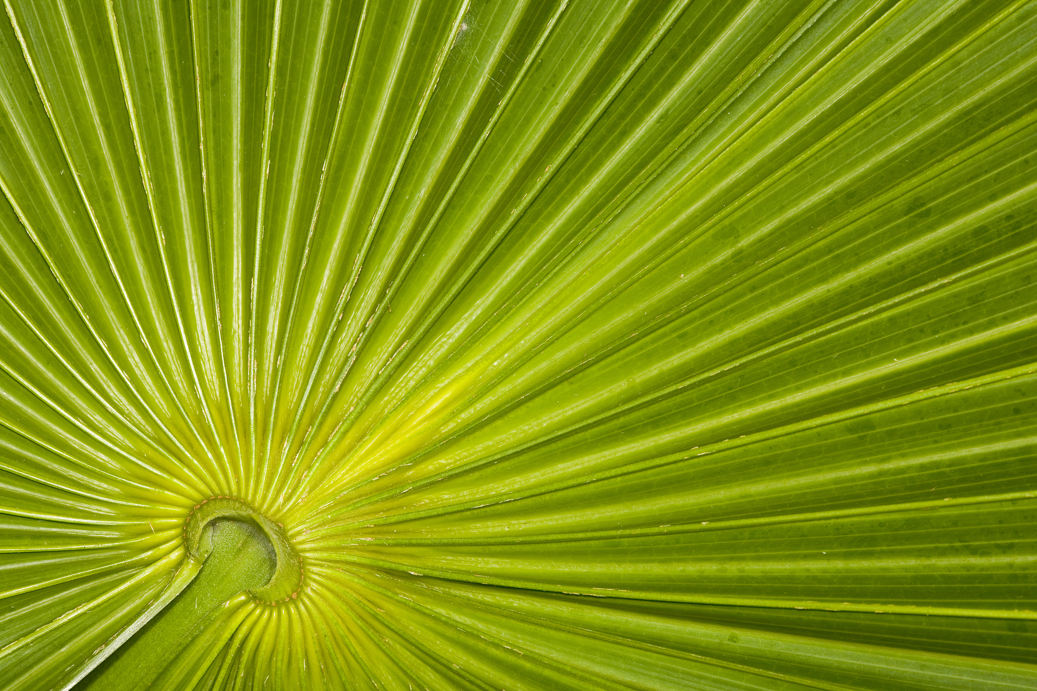 closeup of palm leaf pattern