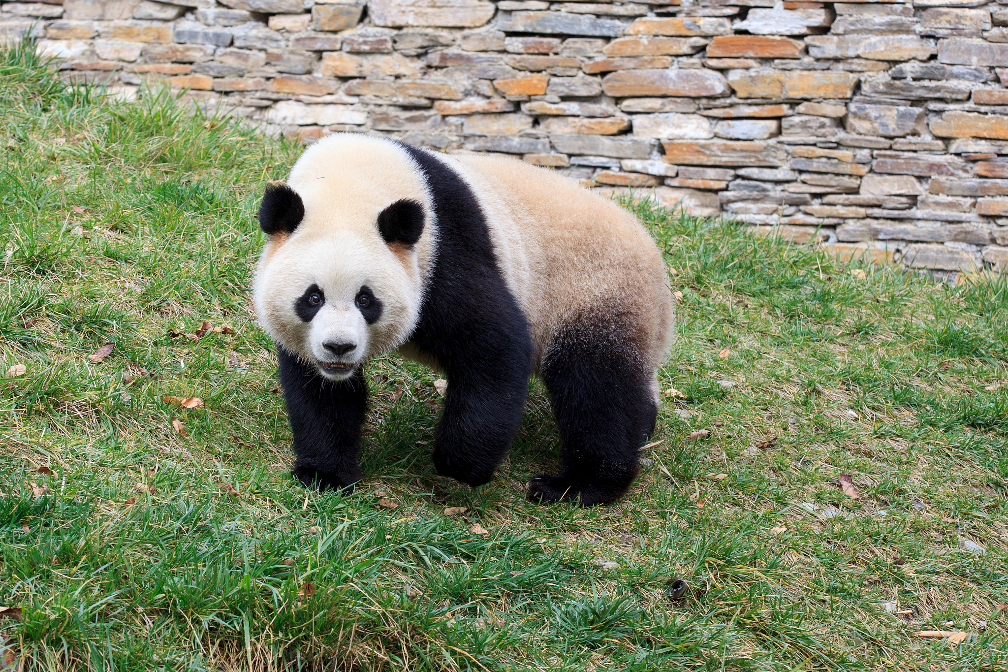 用china panda续写一篇长度为十二句的中国小学3年级的英语短文