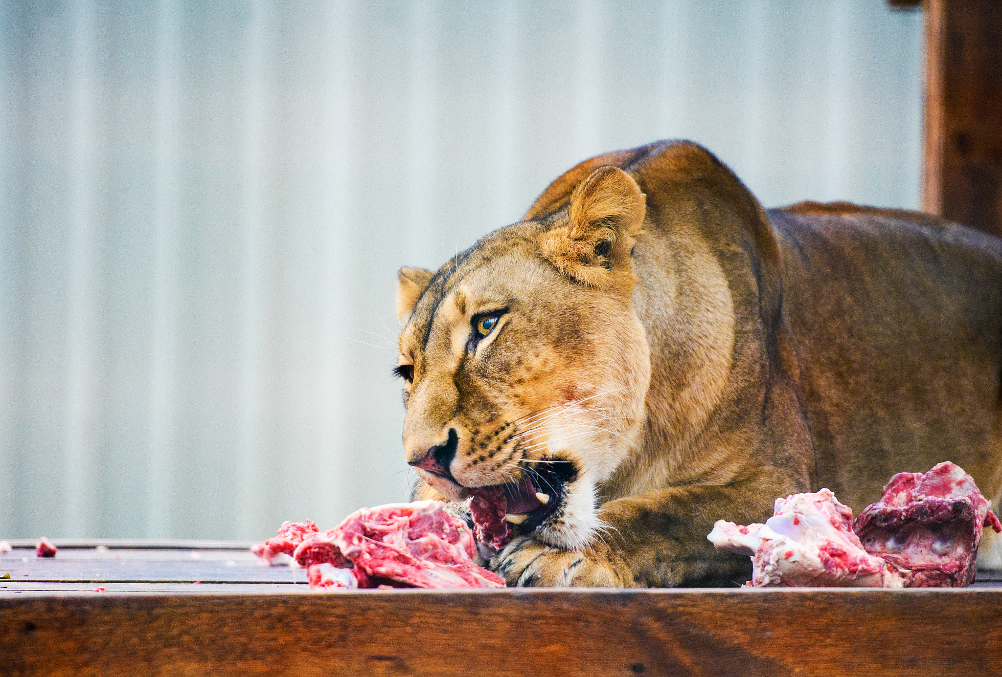 hungry lioness eating piece of meat. african lioness (panthera l