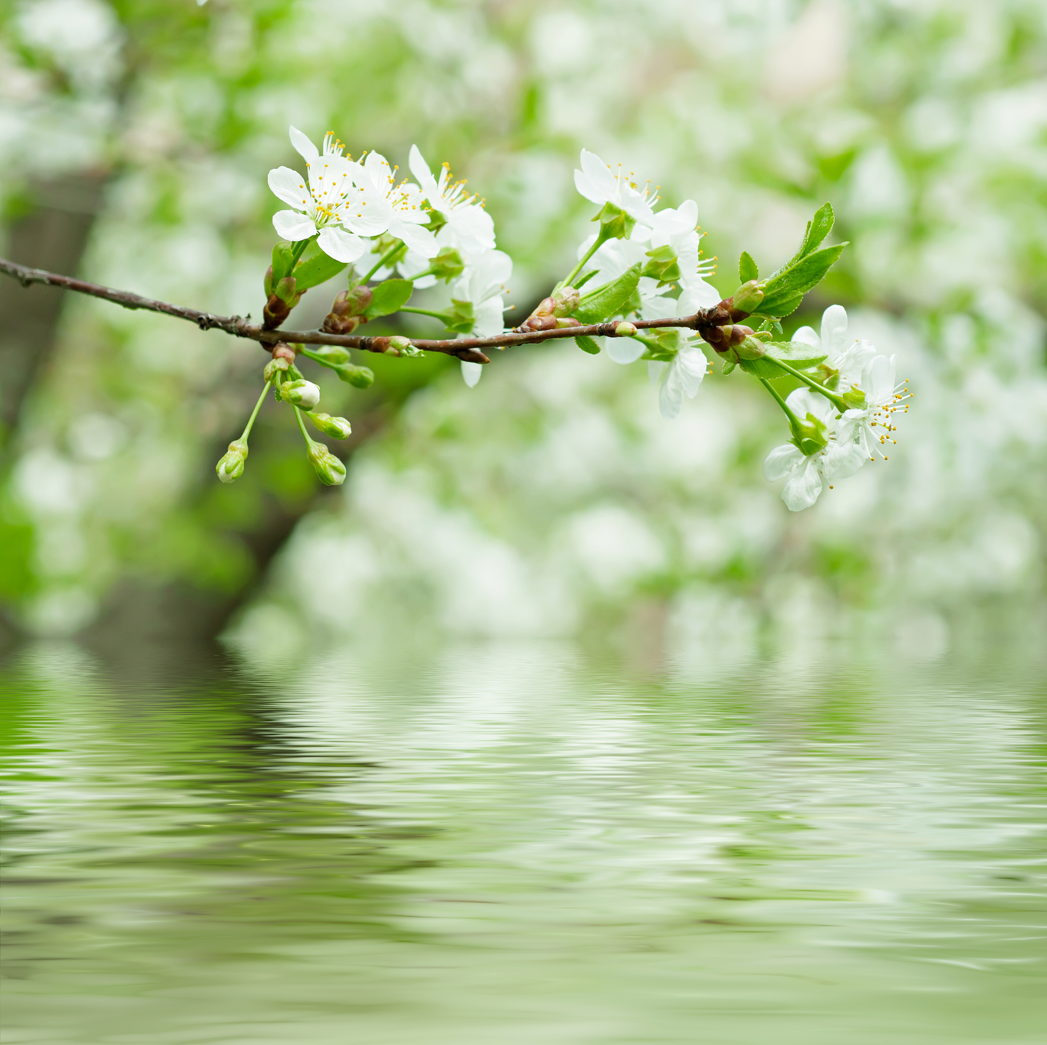 写一首有关小雨和春色的小词表达我对她的暗恋