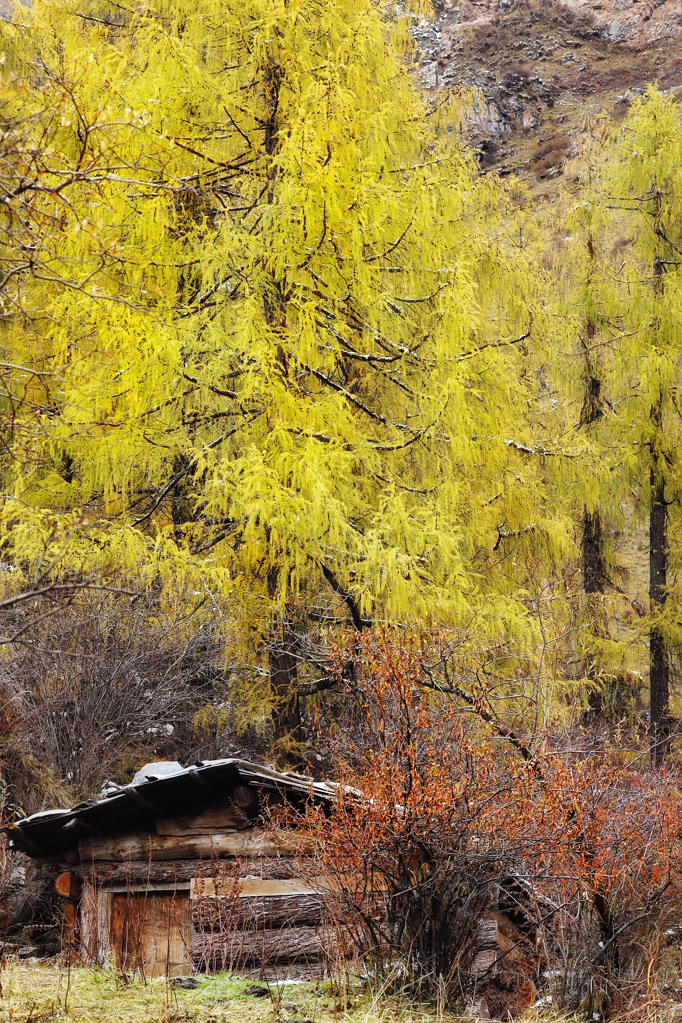 探秘中国长寿之乡：不止云南银杏，还有藏区的基因库