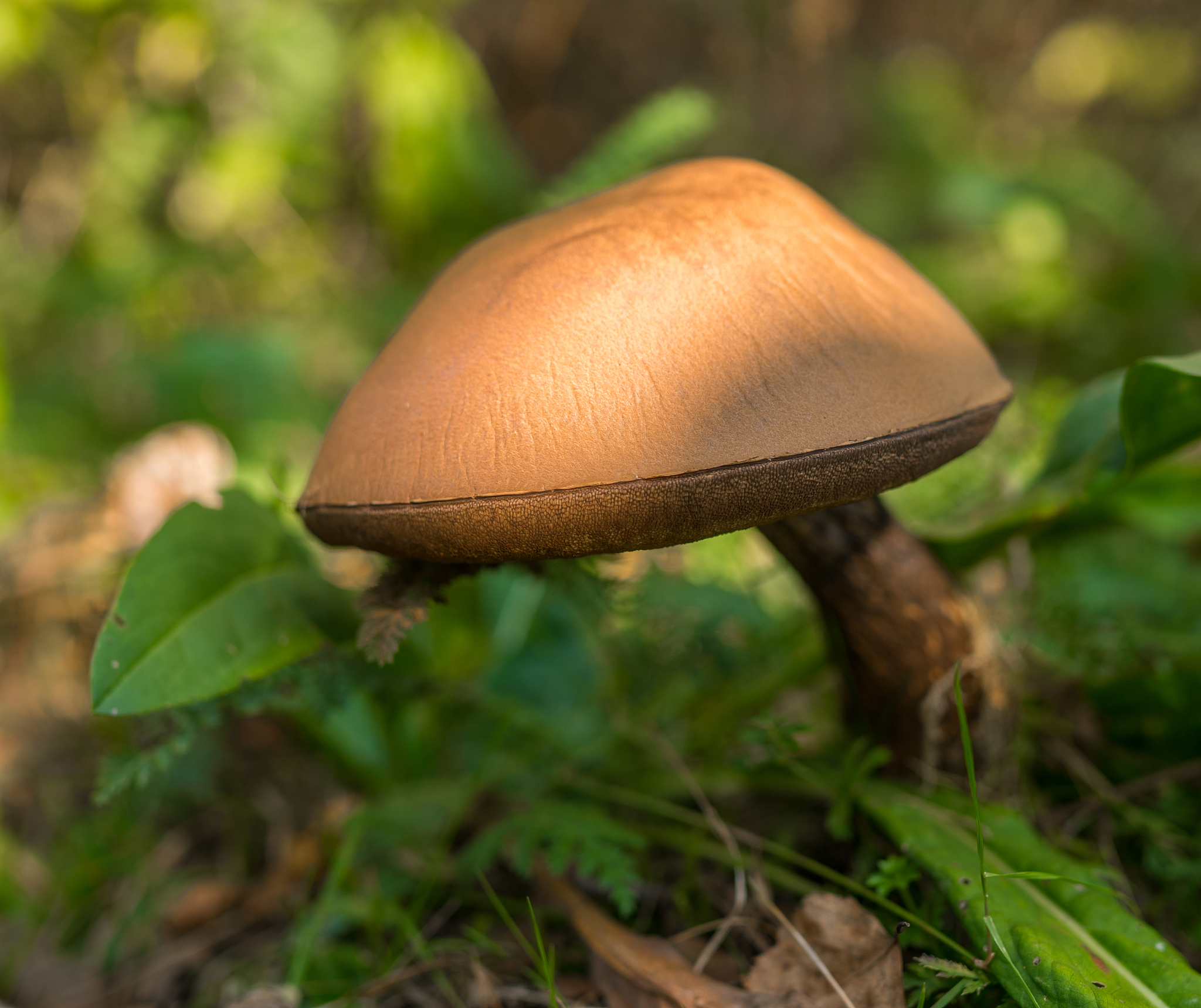 蘑菇冷笑话：为什么蘑菇很聪明？