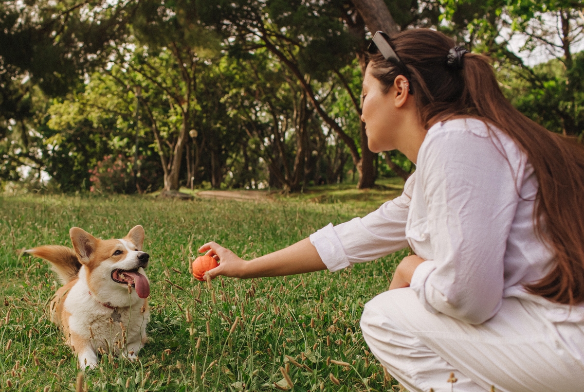 为什么狗狗是最好的玩伴？ - 1100字深度解析