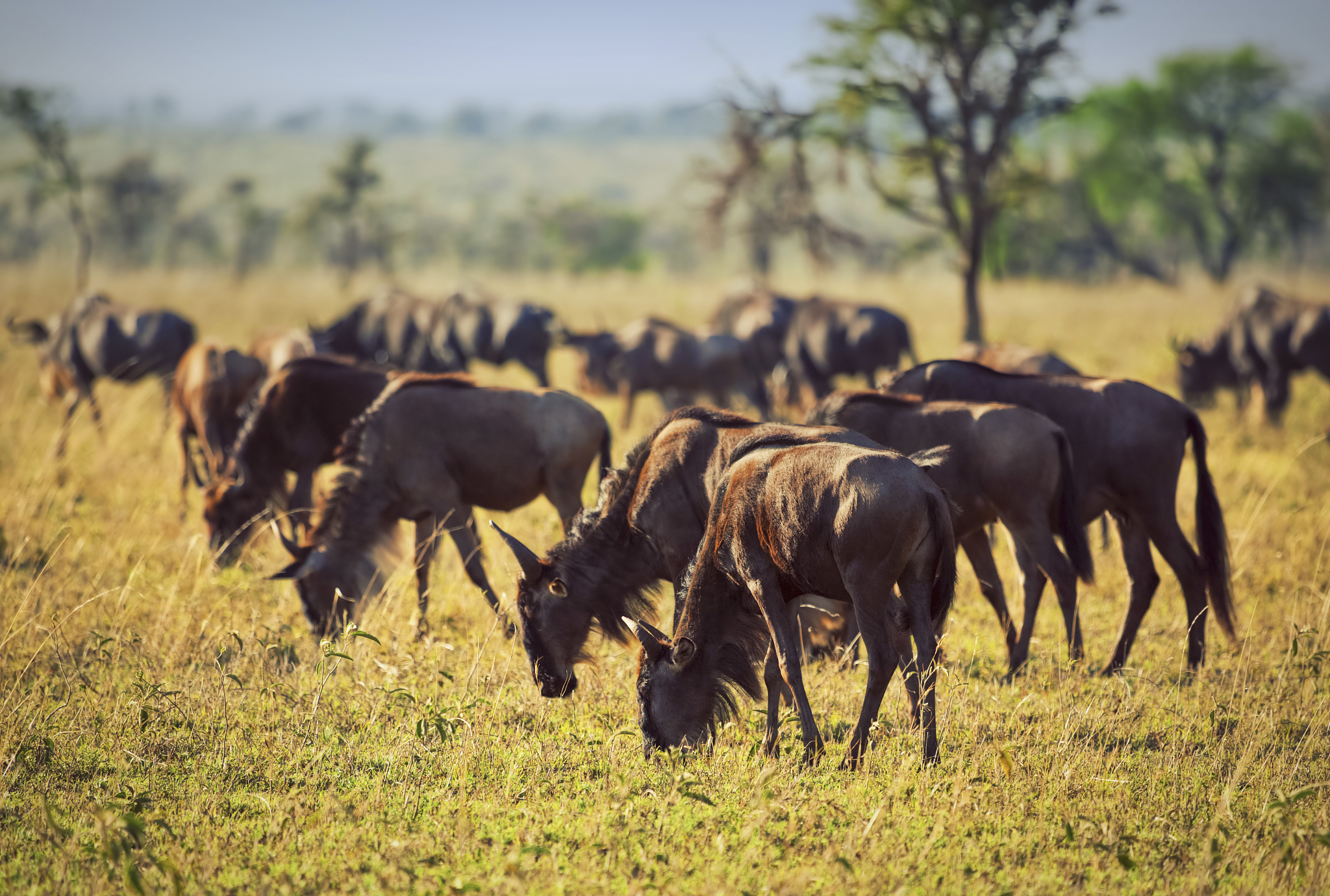 wildebeest herd, gnu in serengeti, tanzania, africa