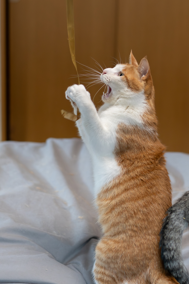 扮演一名宠物大人写篇对于不亲人的猫咪应该选择适当的时机才能吸猫成功自媒体爆文字数不少于800字需要有互动语句并重新起个爆文标题