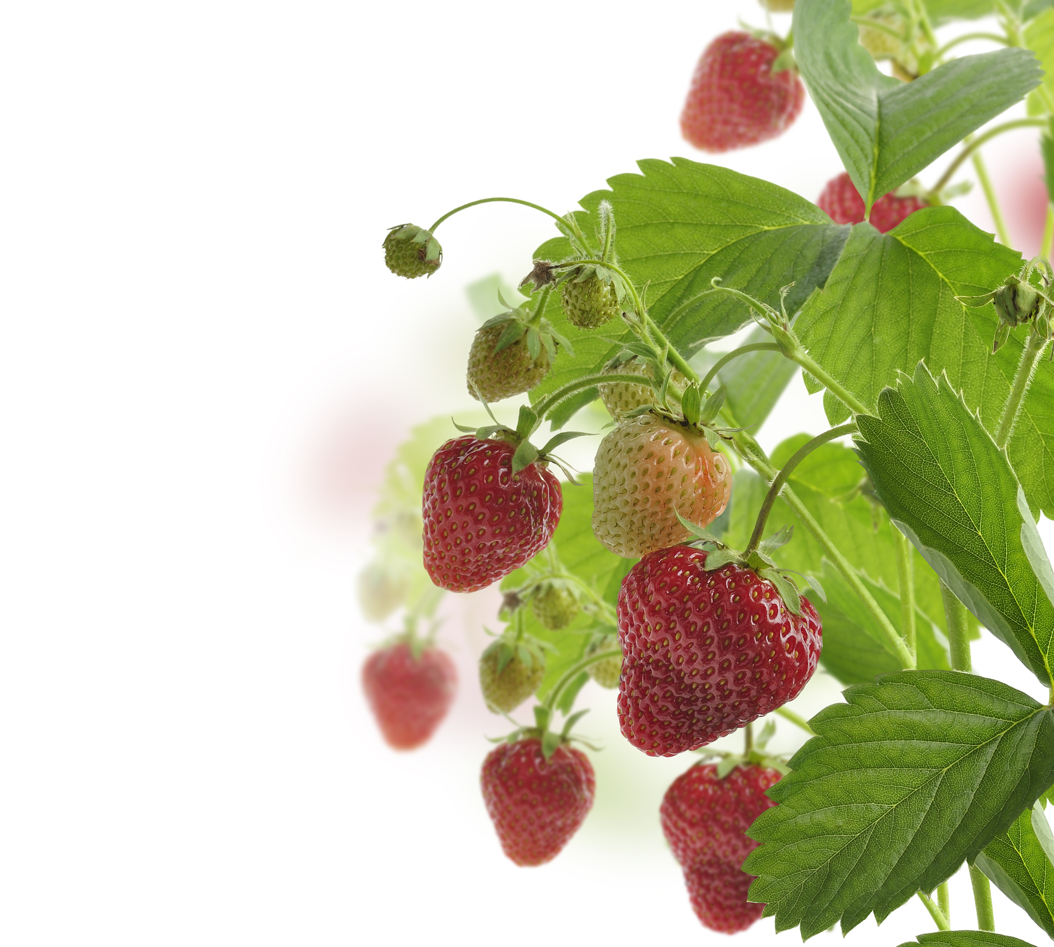 strawberry
