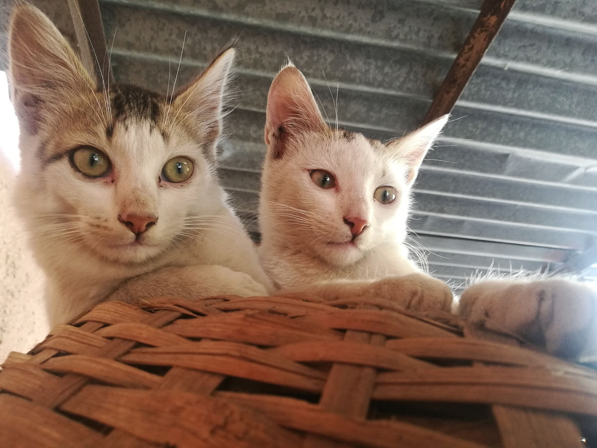 猫会丰富多腔的叫唤长短不同粗细各异变化多端缩句