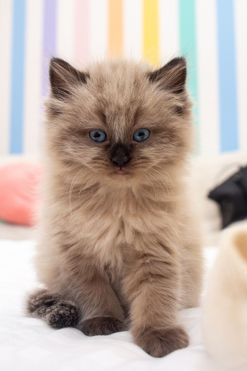 棕色的毛茸茸的布偶猫