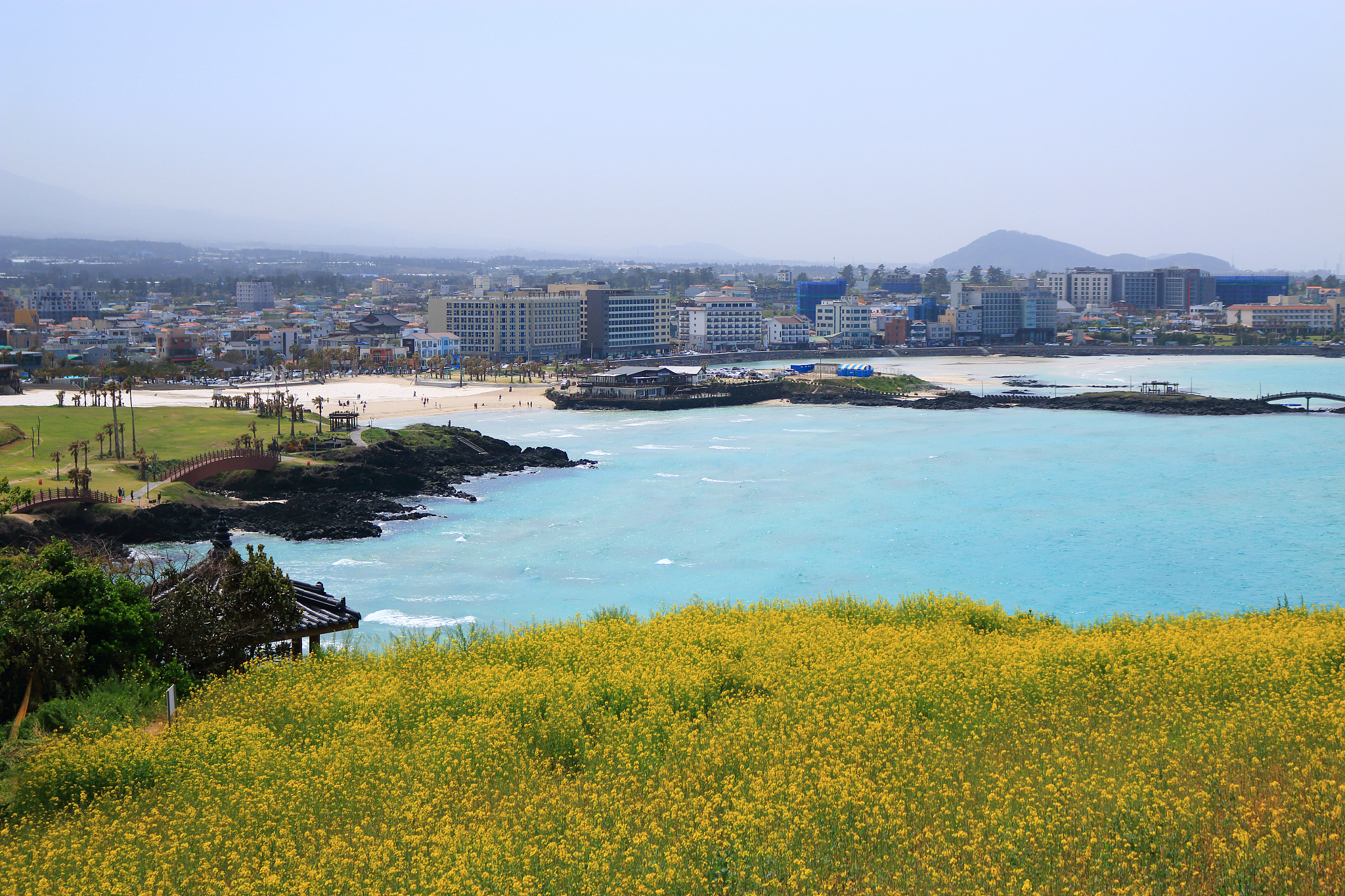 hamdeok beach, beaches, west wu bon, wildflower, flowers, horses
