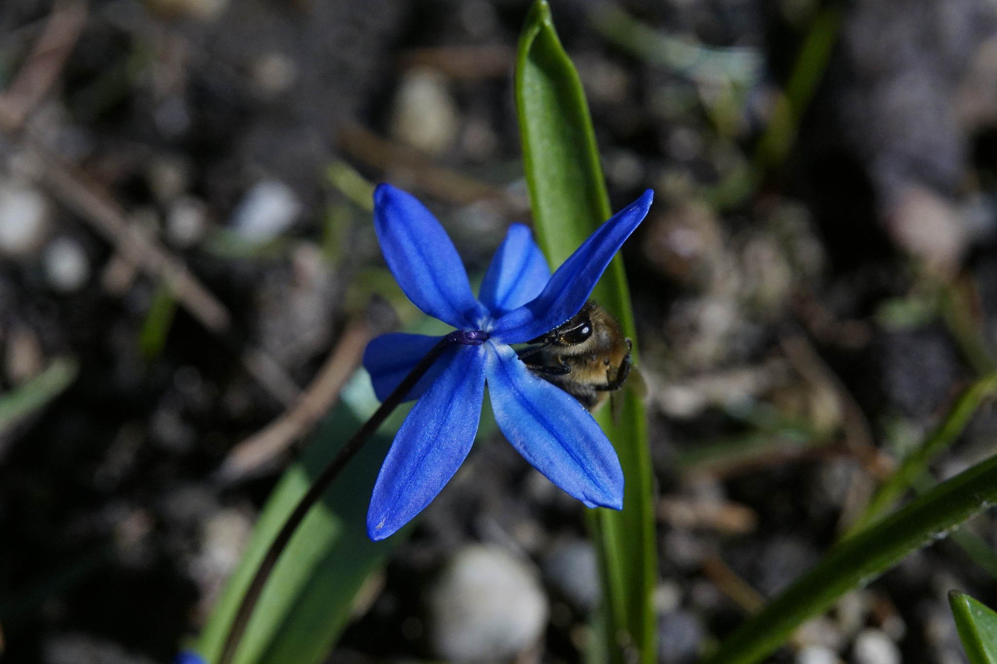 bee sitting behind a blossom