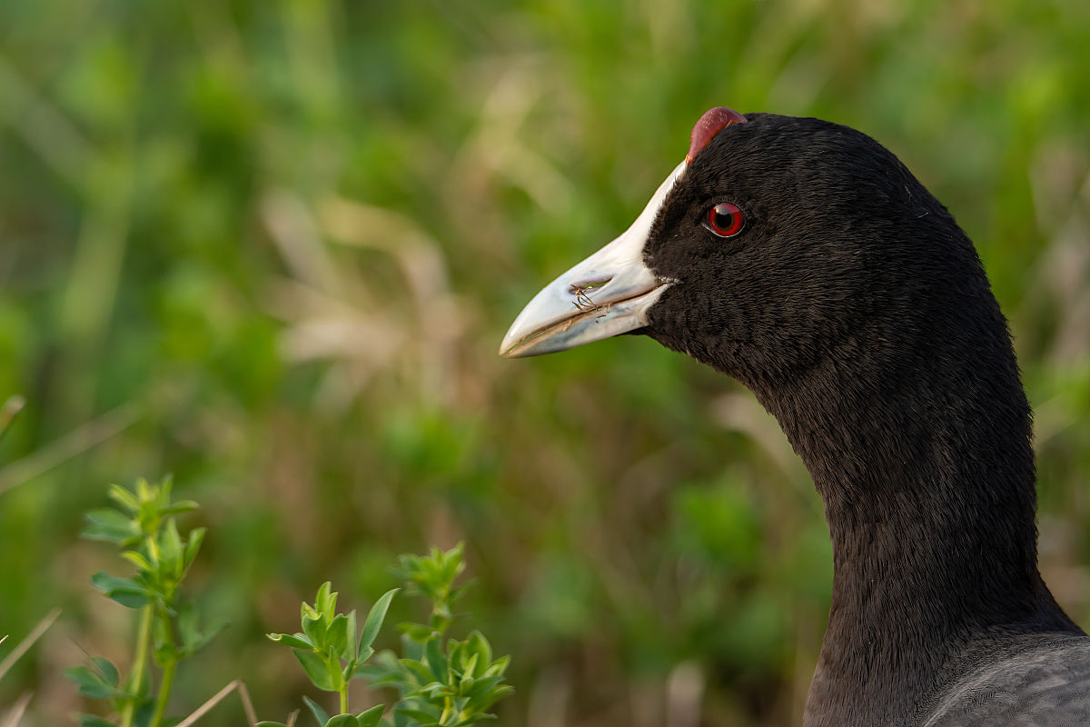 普通白骨顶,(fulica atra)近距离野生水鸟在一个湖,游泳,早春,野生动