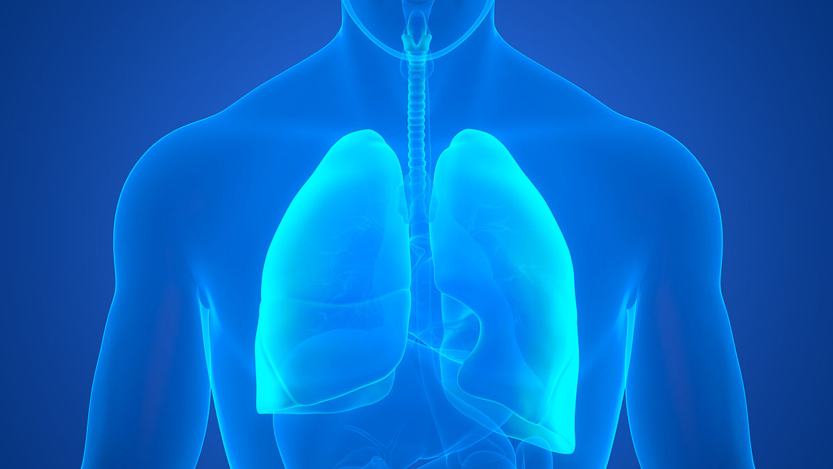 请写一篇4-6岁90分钟《肺模型》课程教案