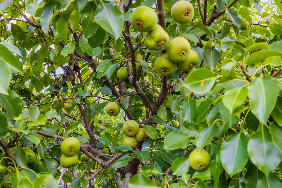 翠冠梨施肥秘诀：'三个十七' 助果实壮果肥