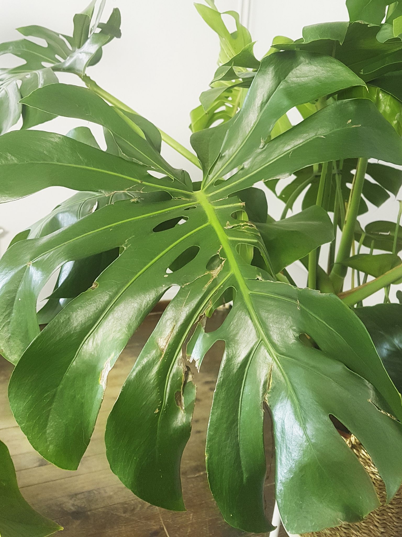 monstera leaf plant