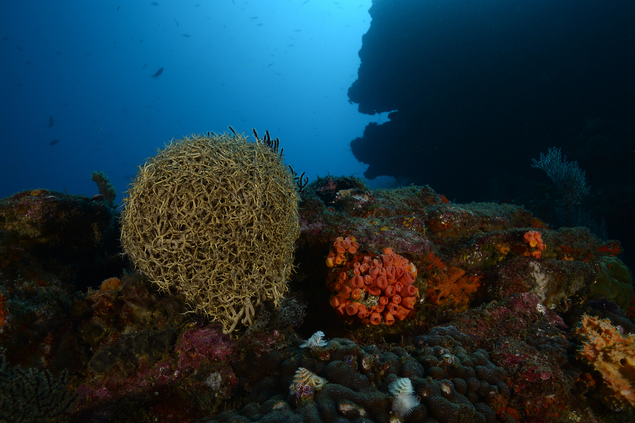 giant basket star.