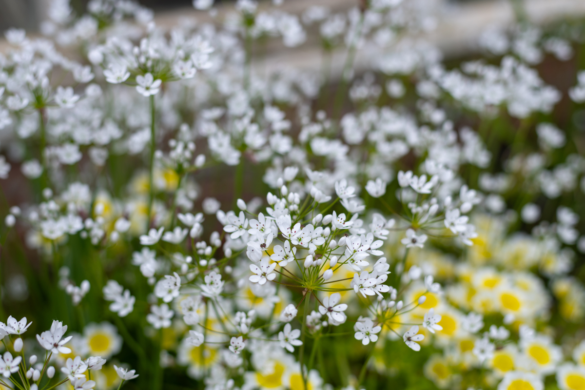 UM 可以组成哪些单词？ - 所有可能的组合