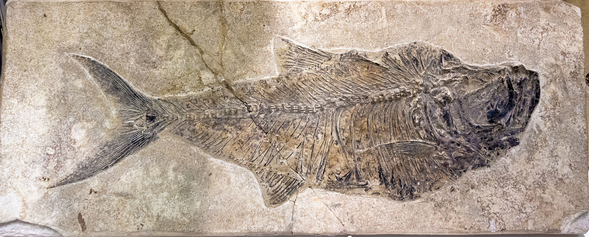 fossil of a fish in stone