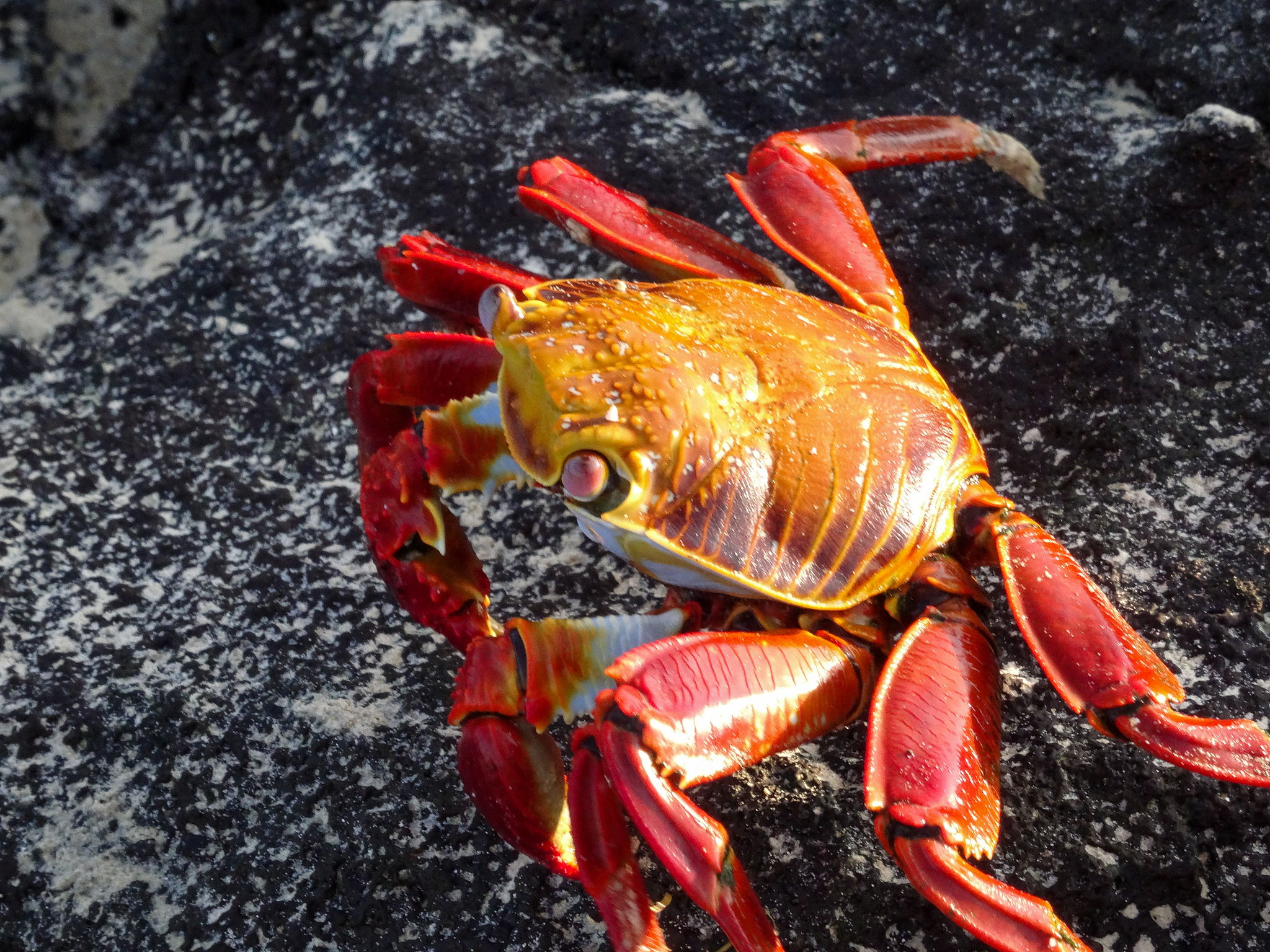 sally lightfoot crab in profile on isla florena