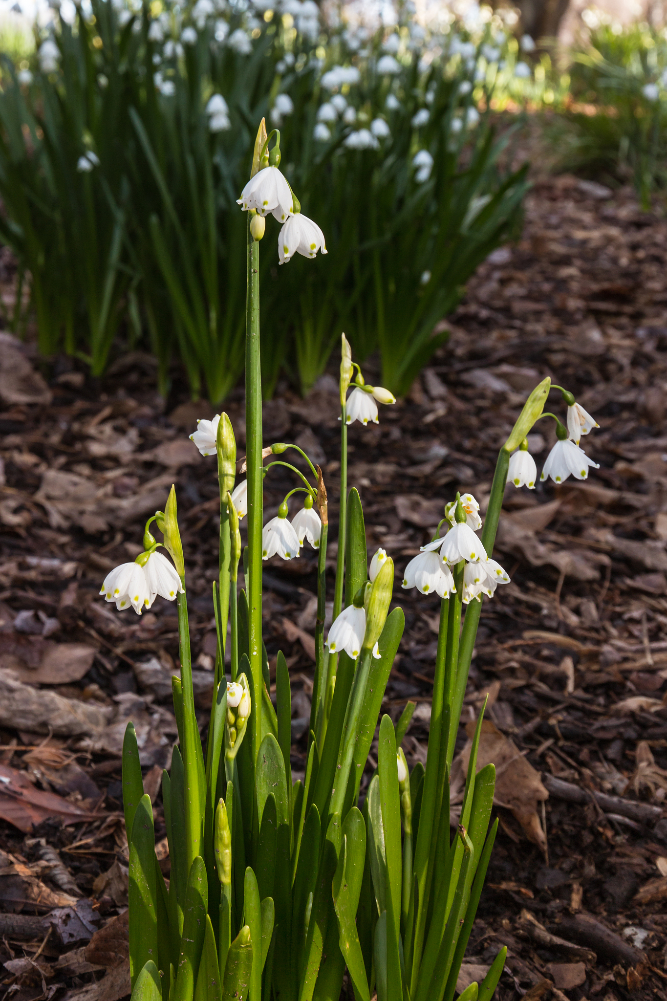 spring snowflake flowers in bloom with blurred background