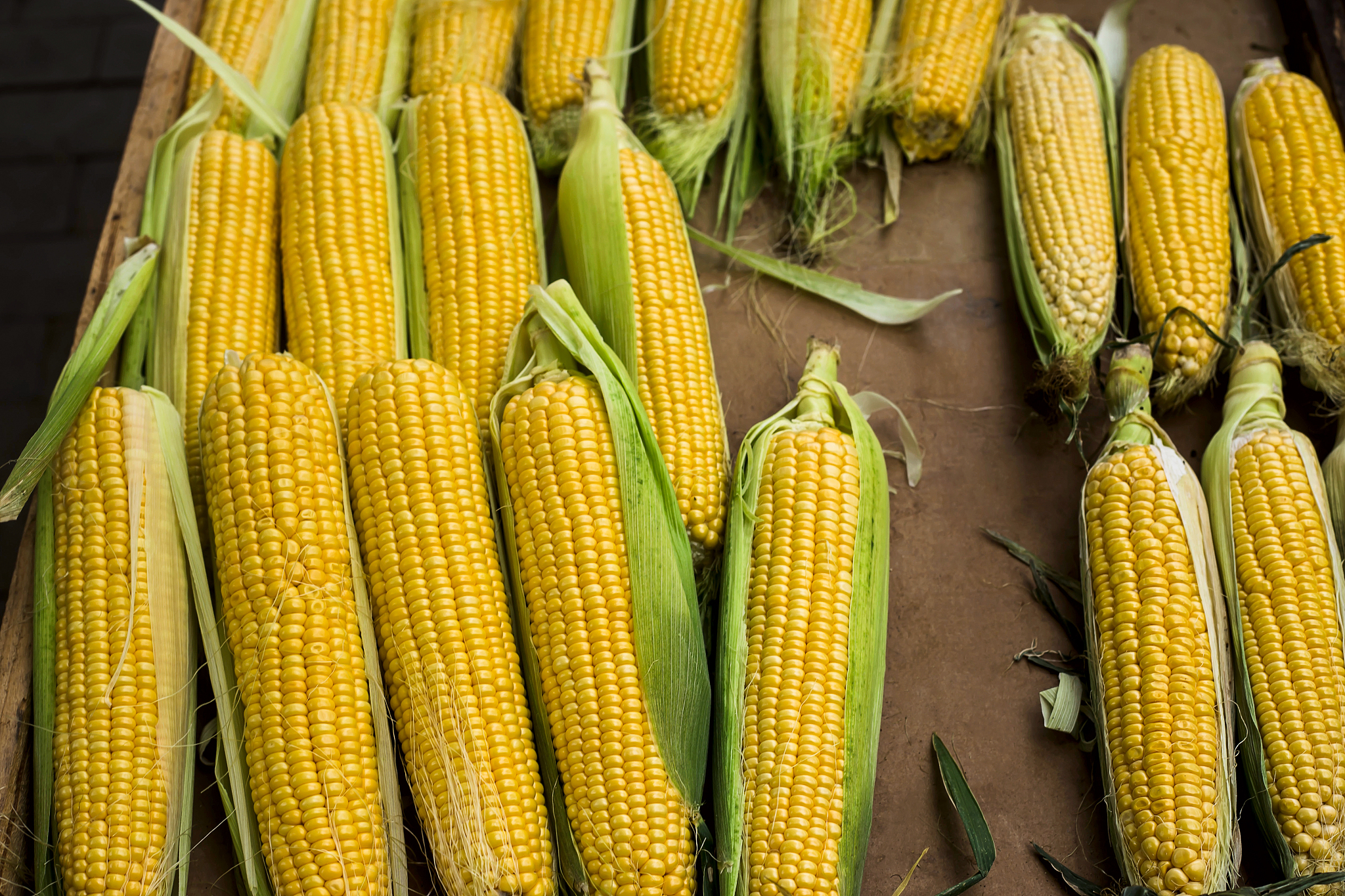 玉米价格查询：今日玉米多少钱一斤？