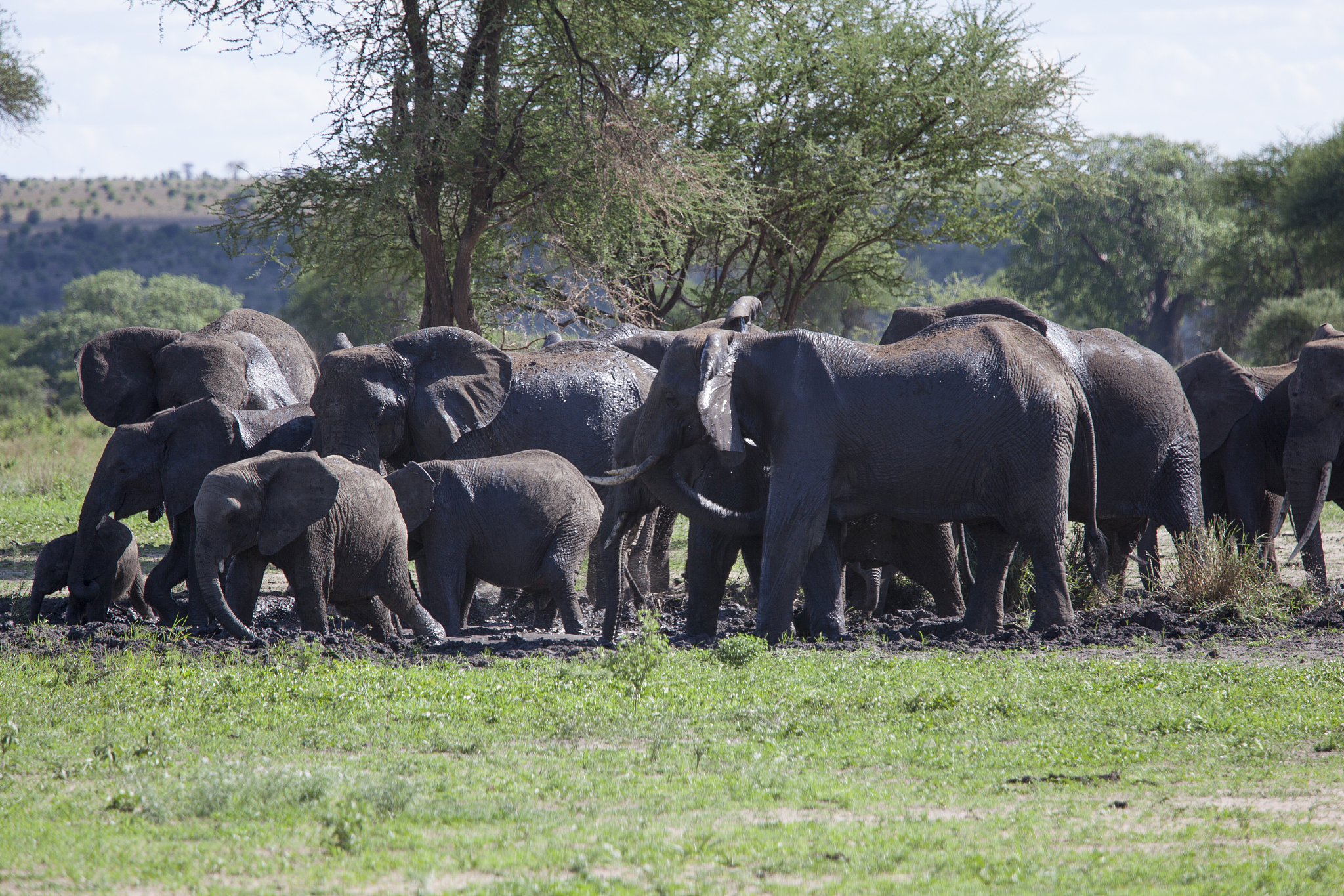 herd of elephants having pleasure in the mud