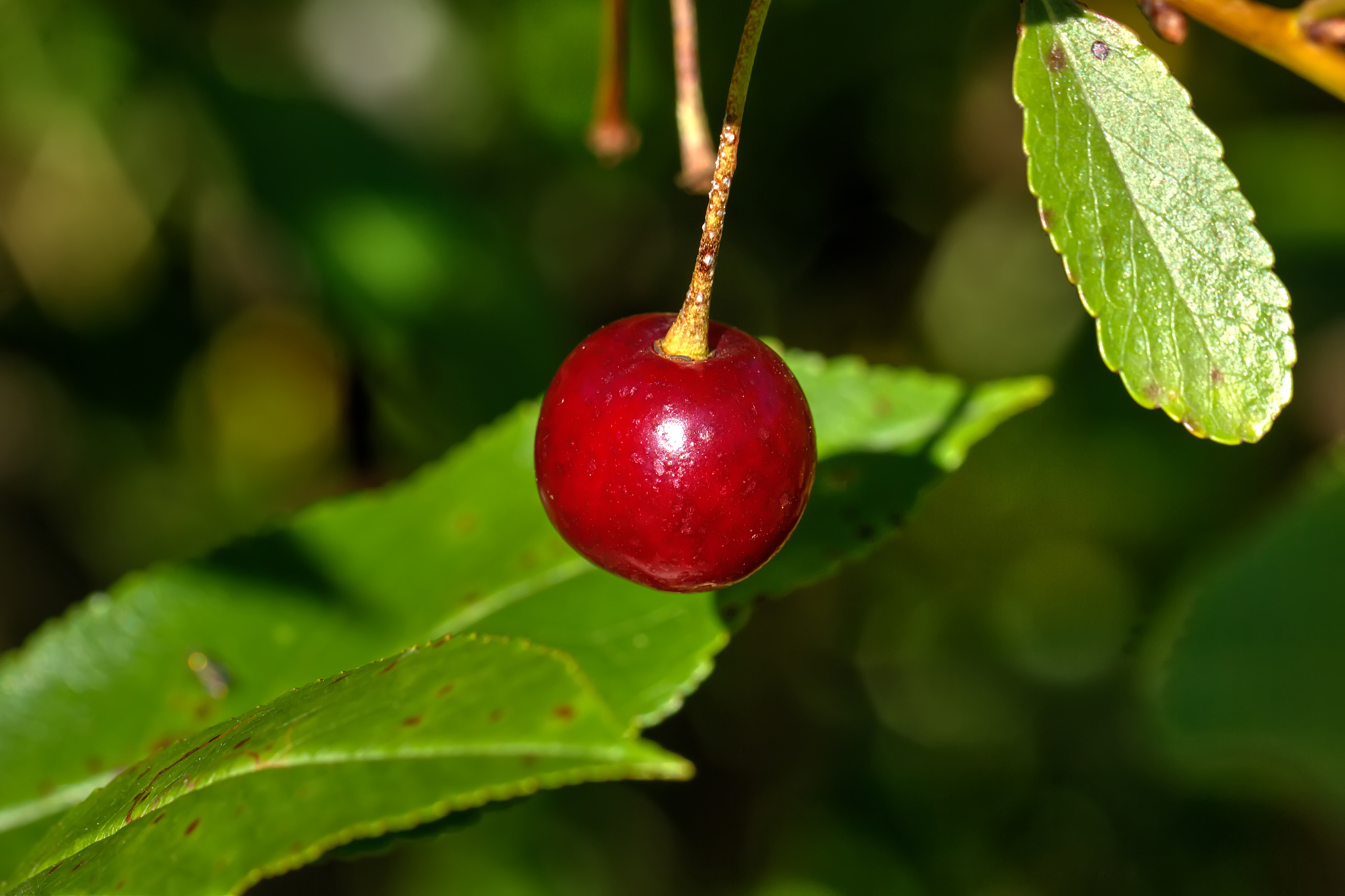 cherry berries. garden.