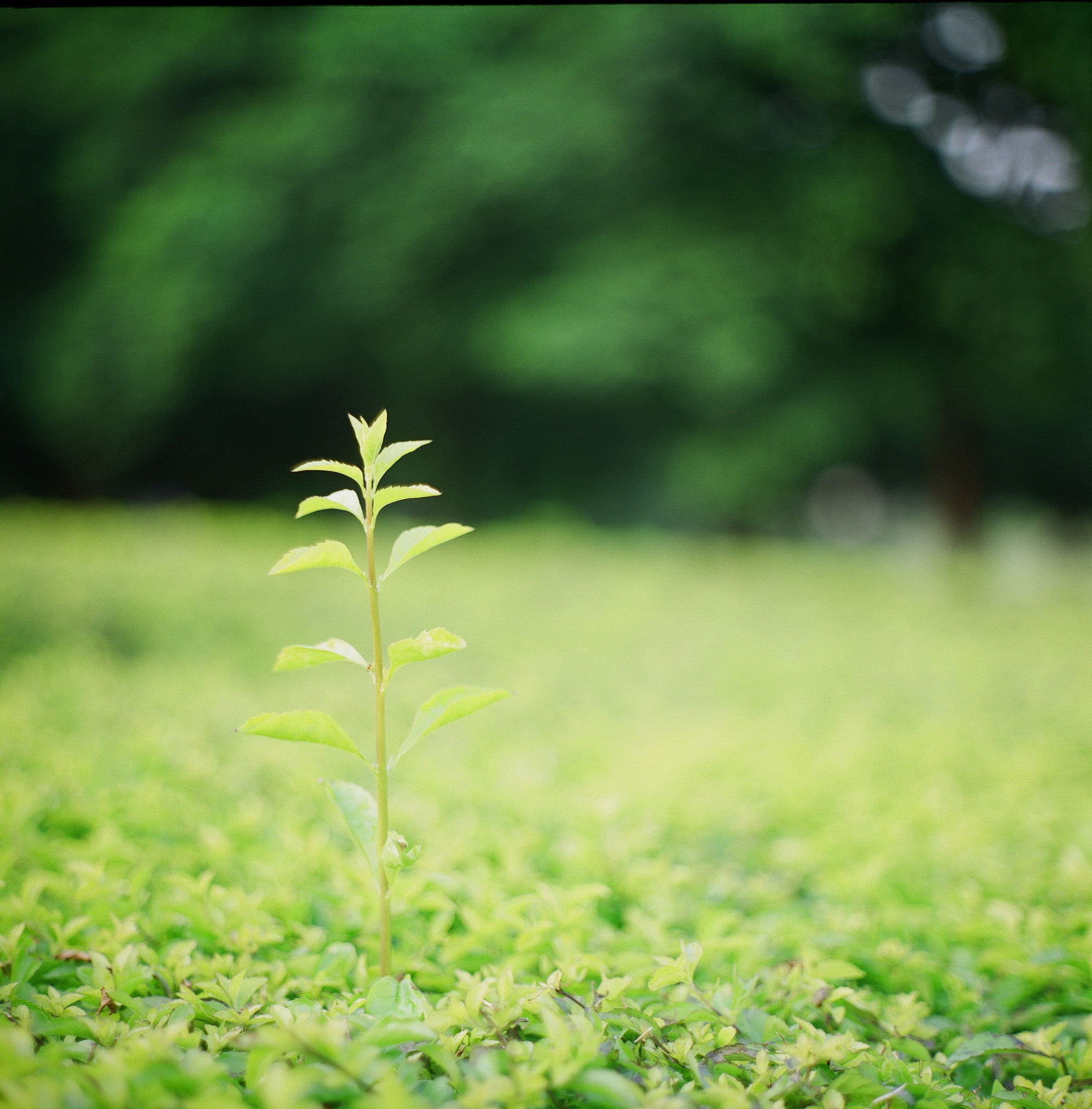 阳光、绿色、假期、未来、无期为主题的诗句