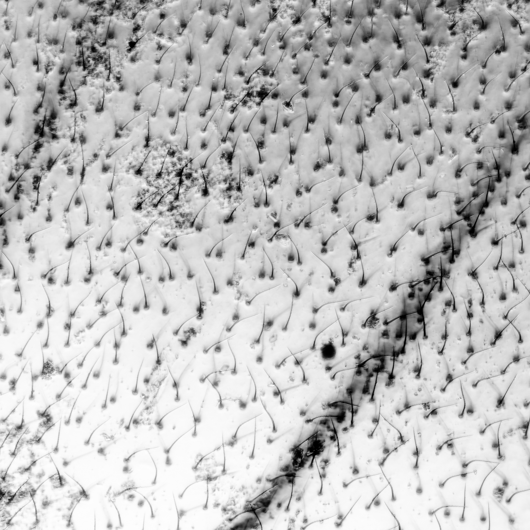 植物生理学与分子生物学研究范围介绍 - 涵盖生长、代谢、适应和互作