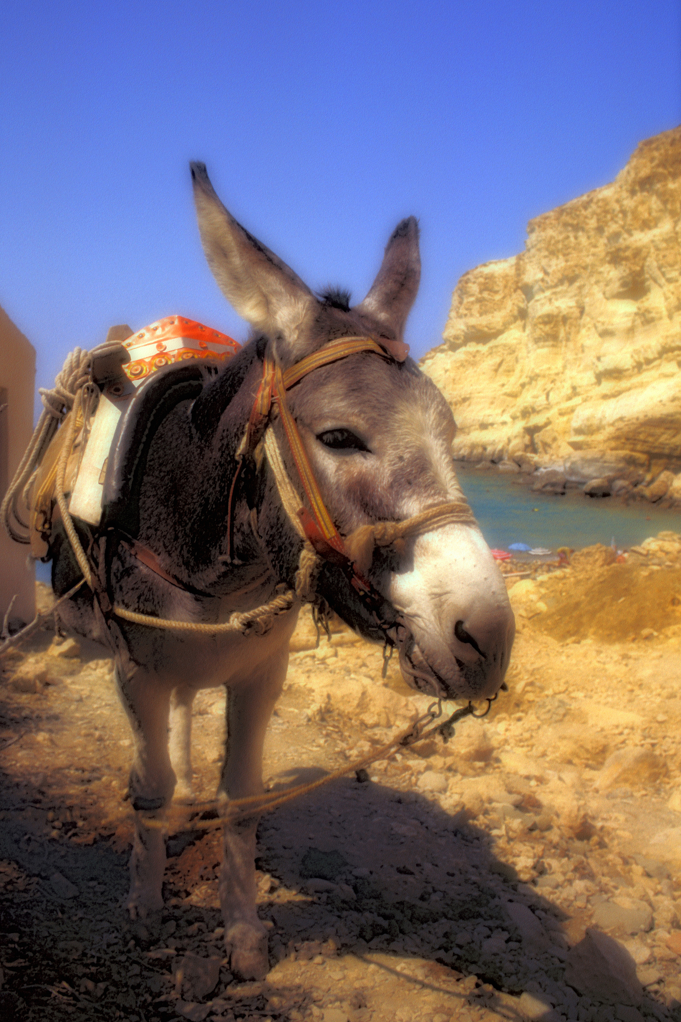 donkey
