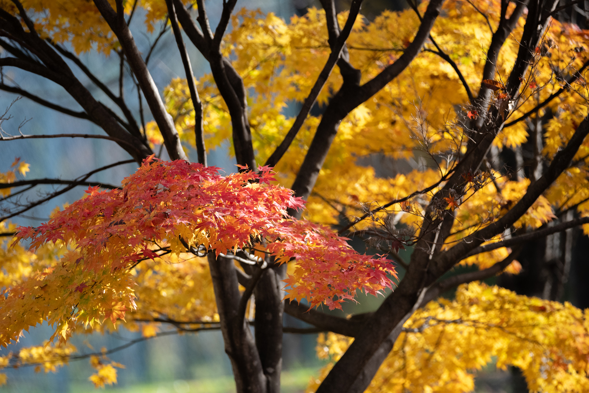 秋日漫步：感受自然之美，收获美好回忆