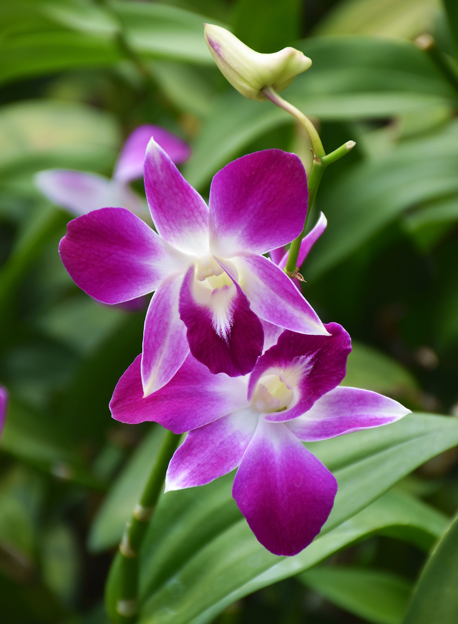 closeup purple dendrobium  orchids blurred background nature lig