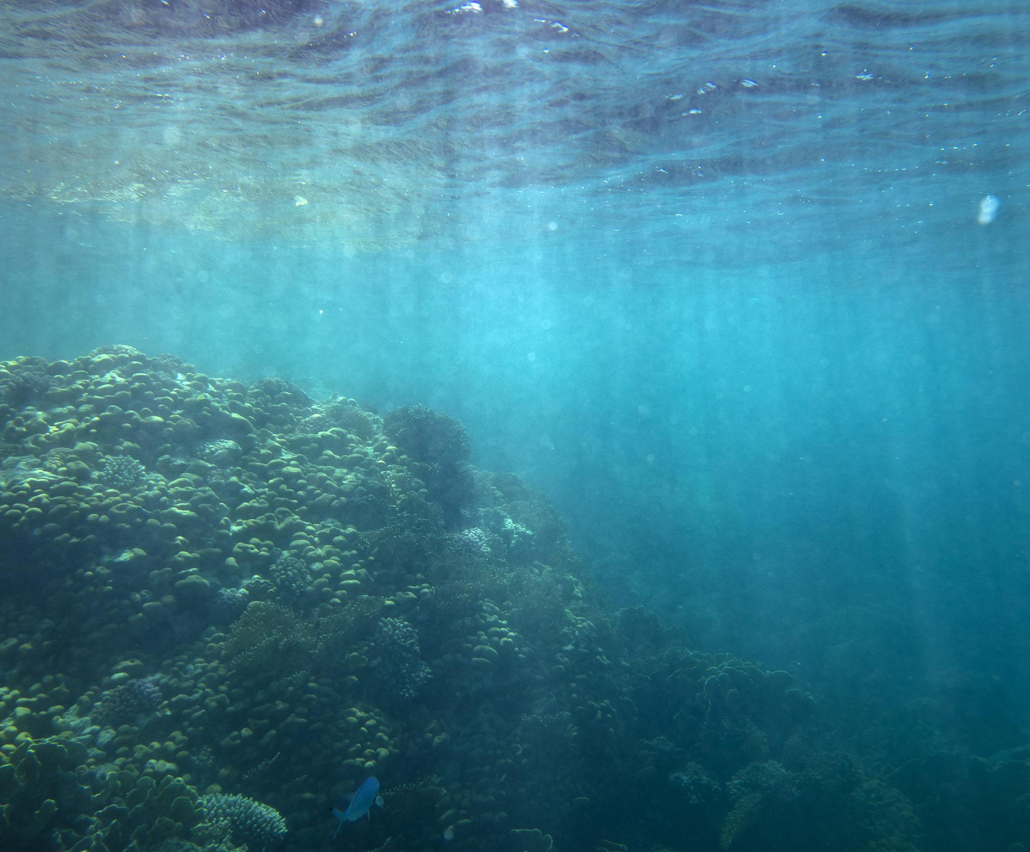 sea fish near coral, underwater