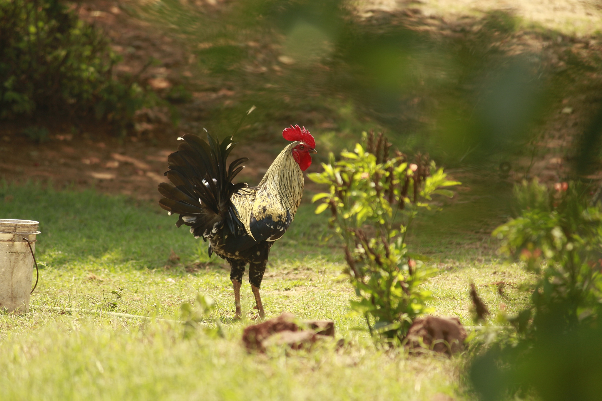 cock alone