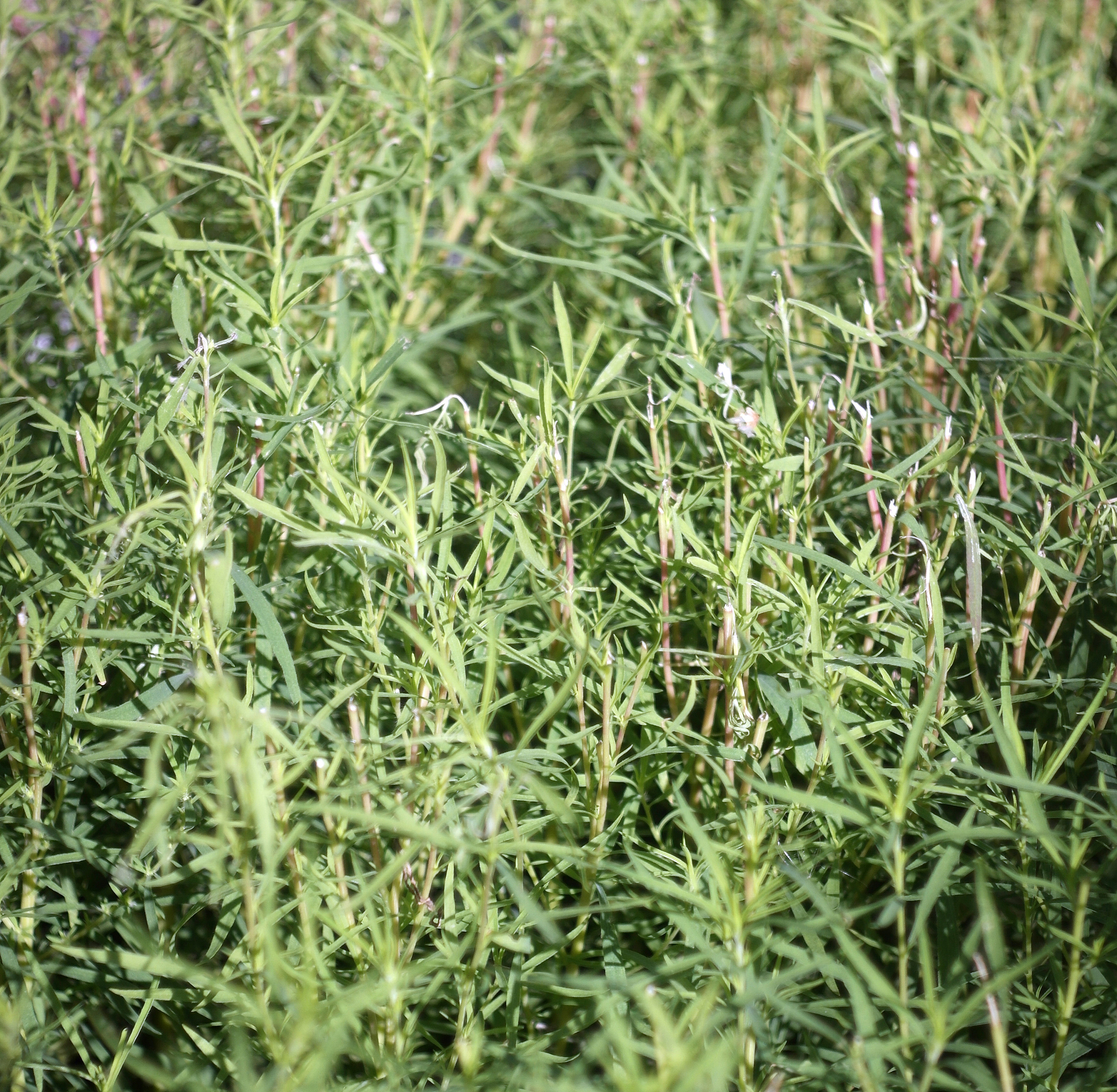 牛筋草的功效与作用