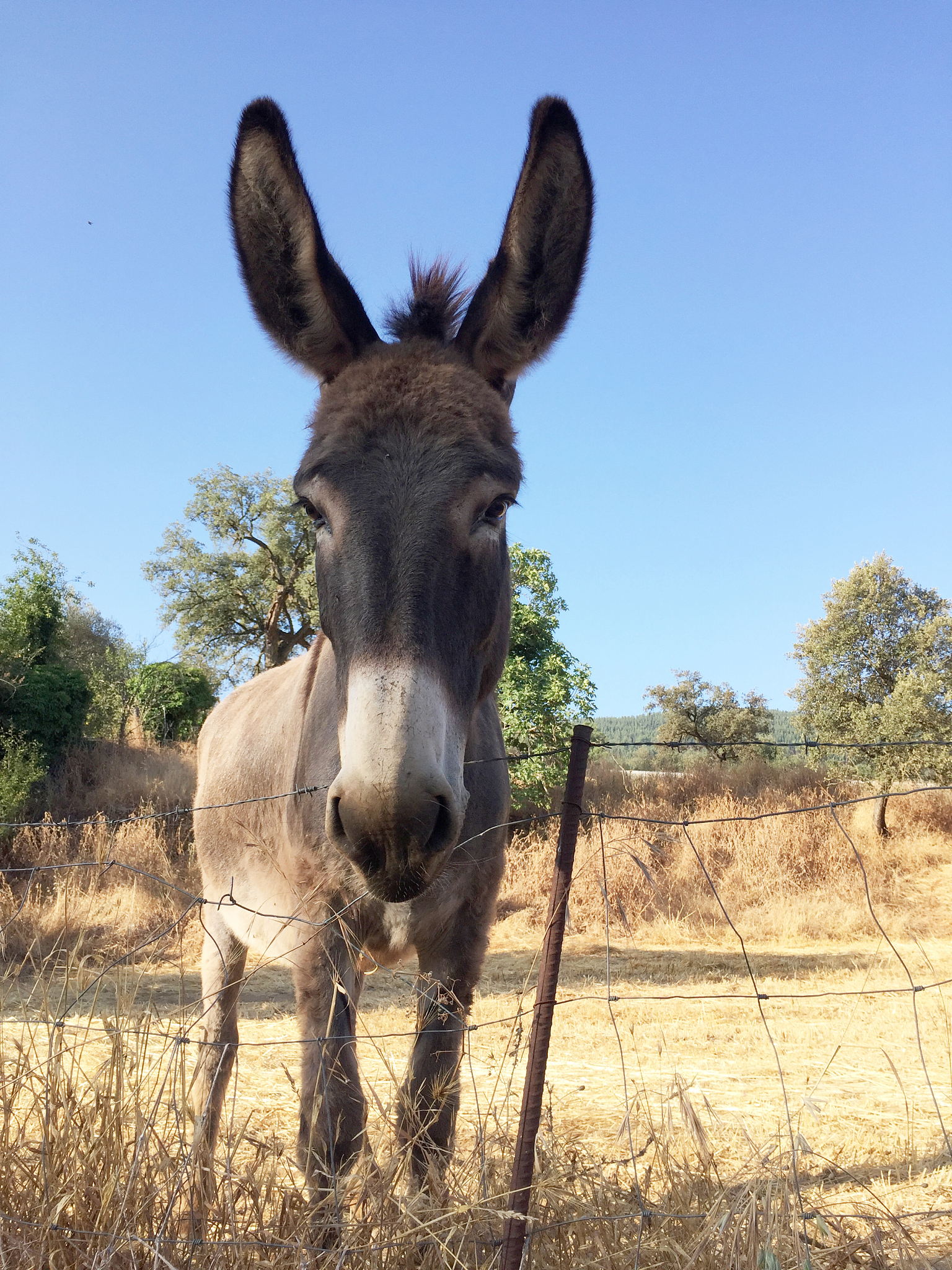 curious brown donkey in summer meadow of andalusia