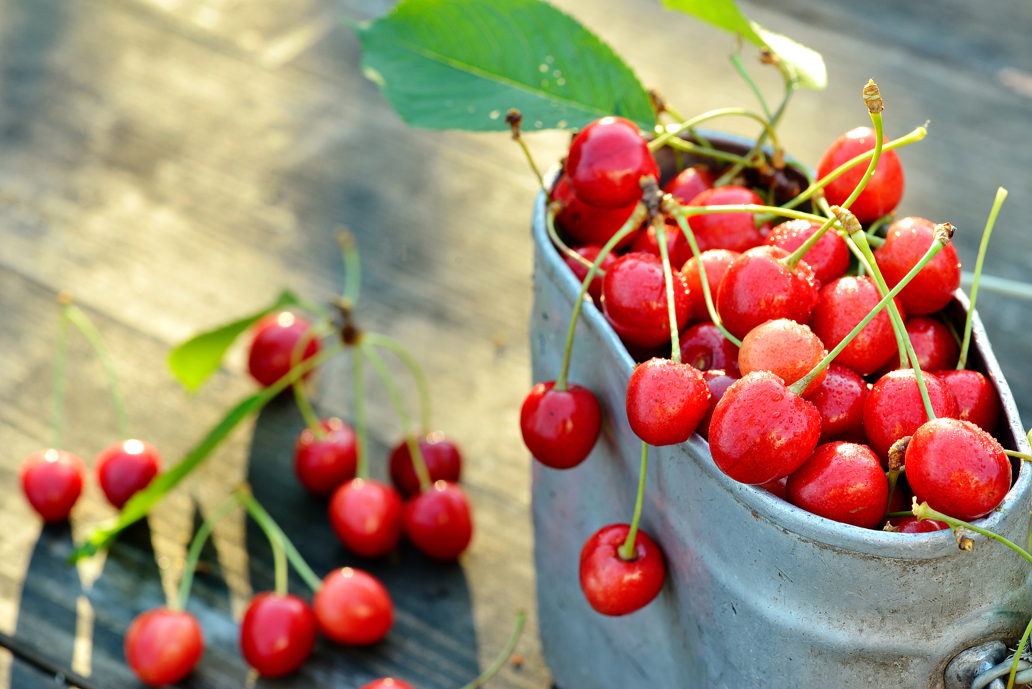 fresh organic cherries in metal can on wooden table background w