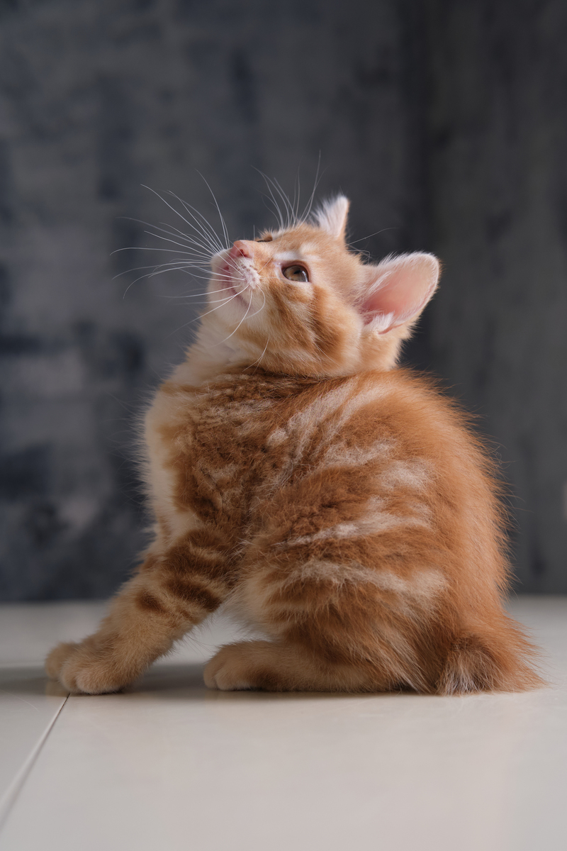 我家的小猫咪：一个充满欢乐的家庭成员