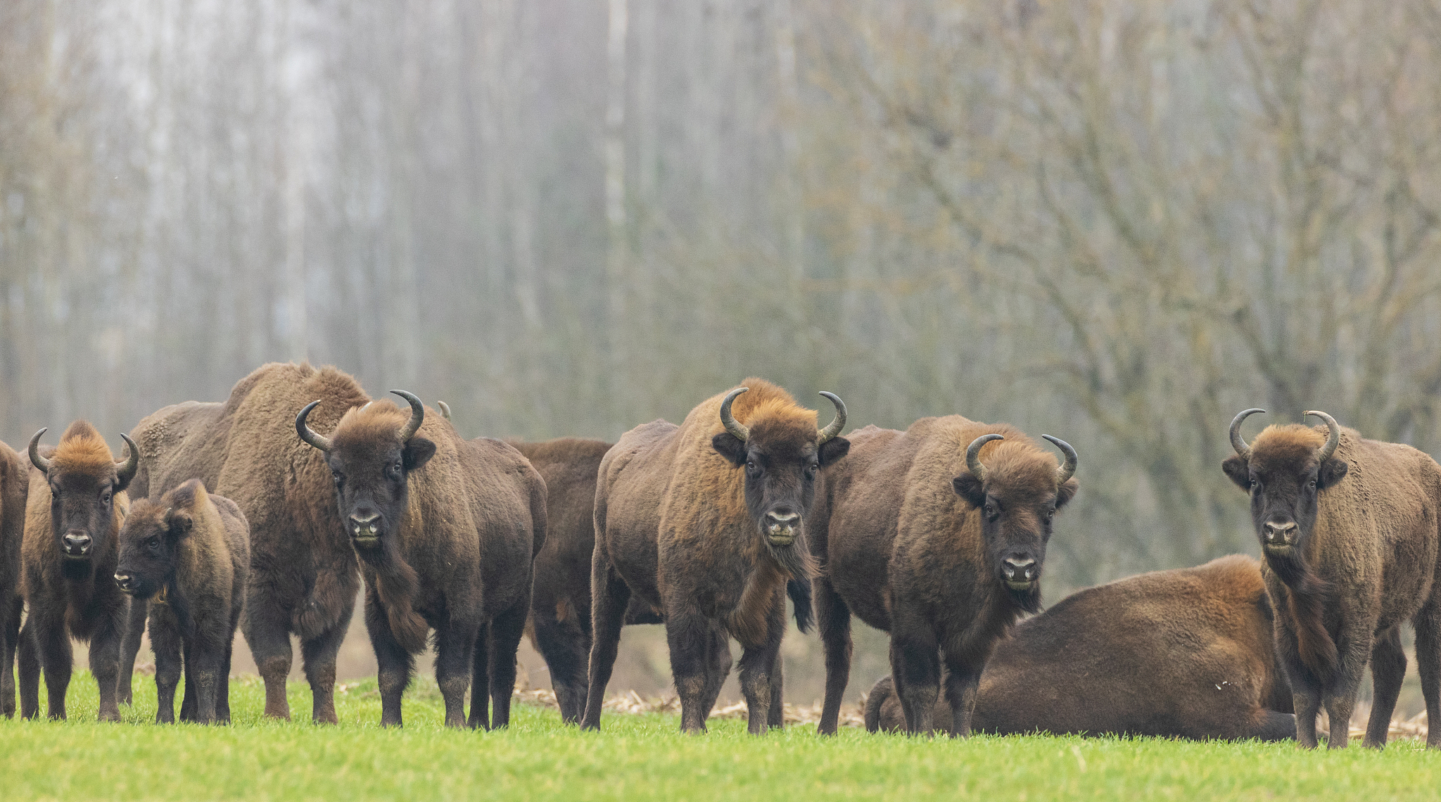 european bison herd in snowless winter
