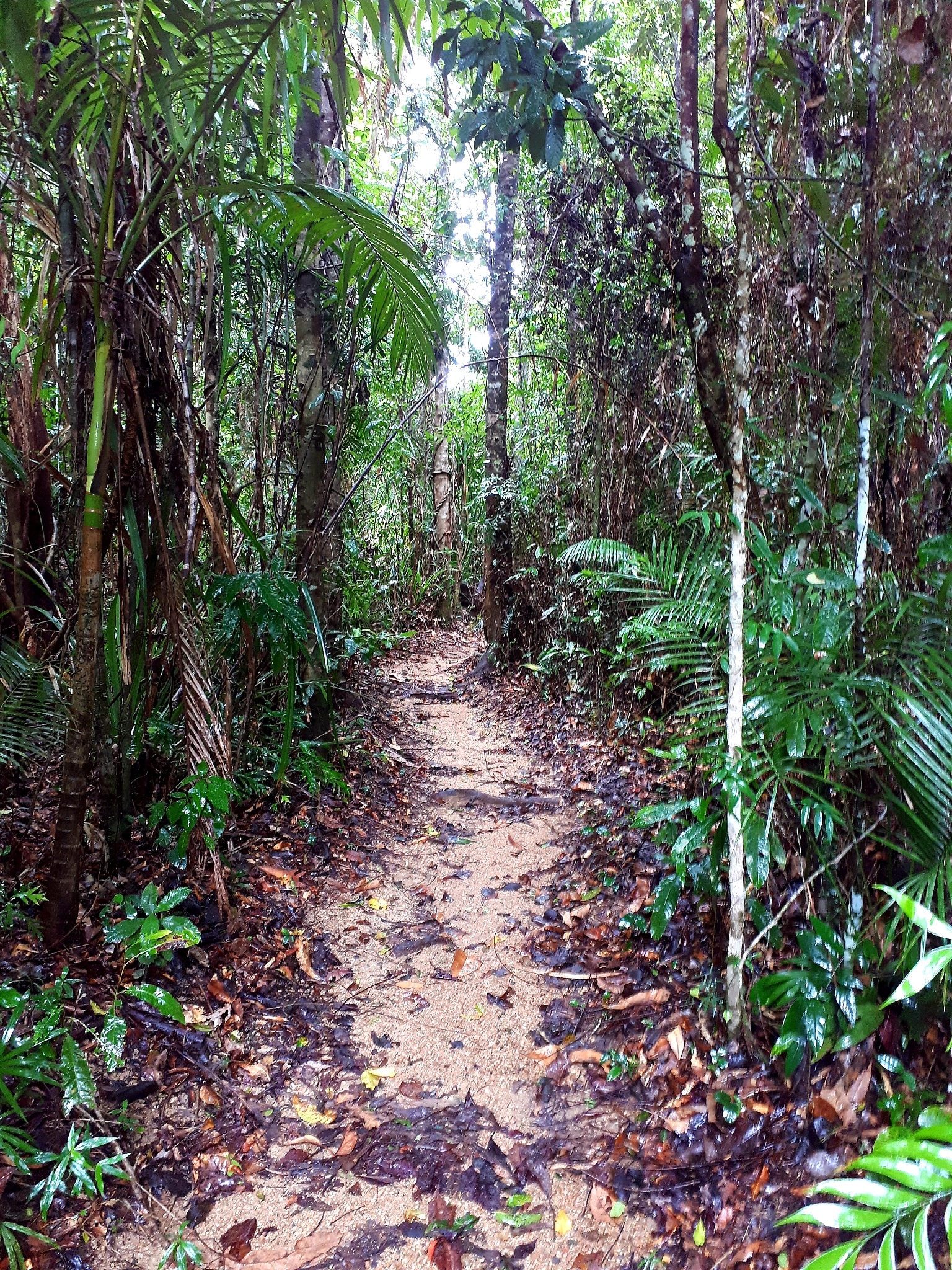 热带雨林的生态价值：生物多样性、气候调节与资源宝库