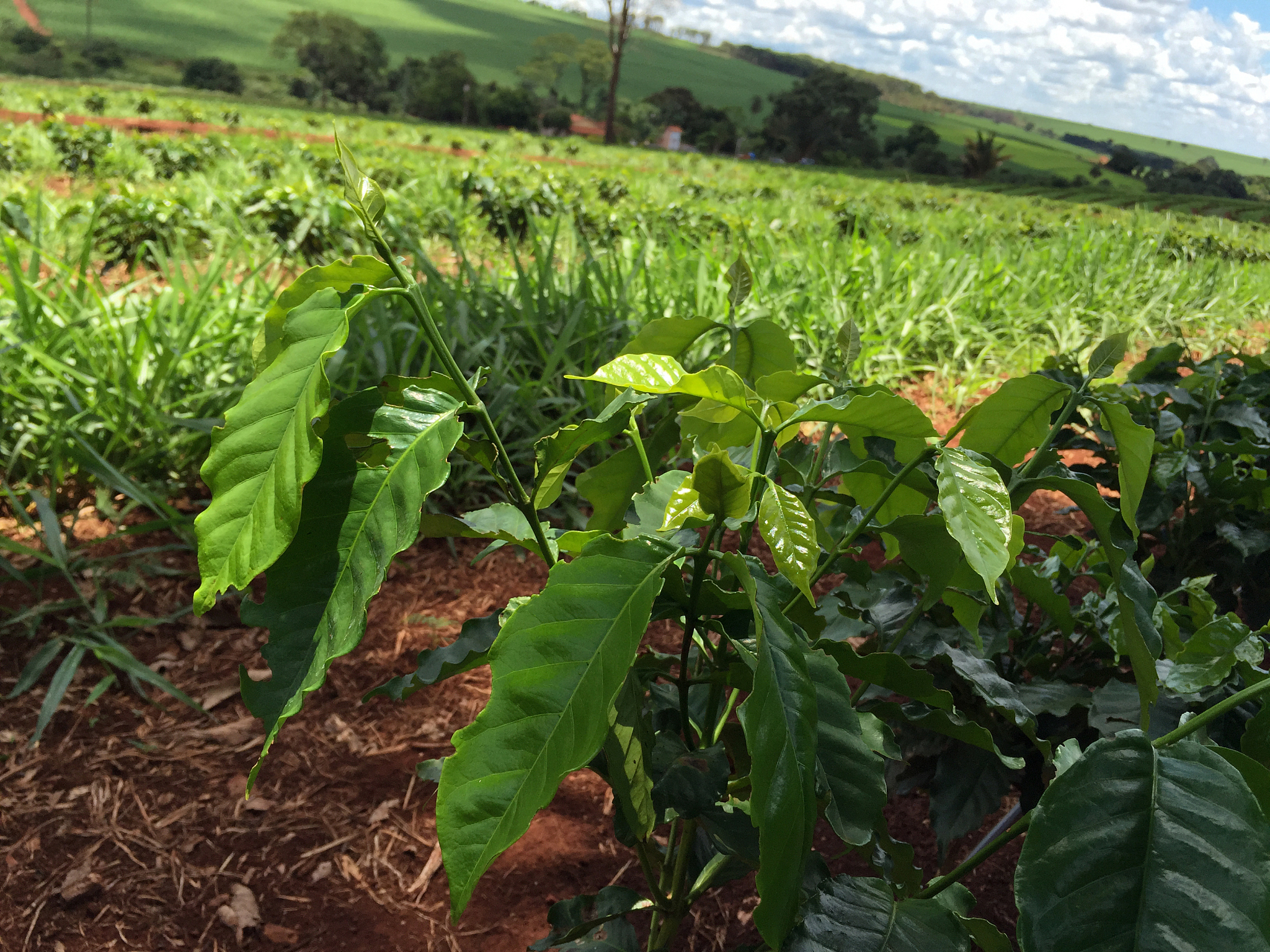 young coffee plantation in farm