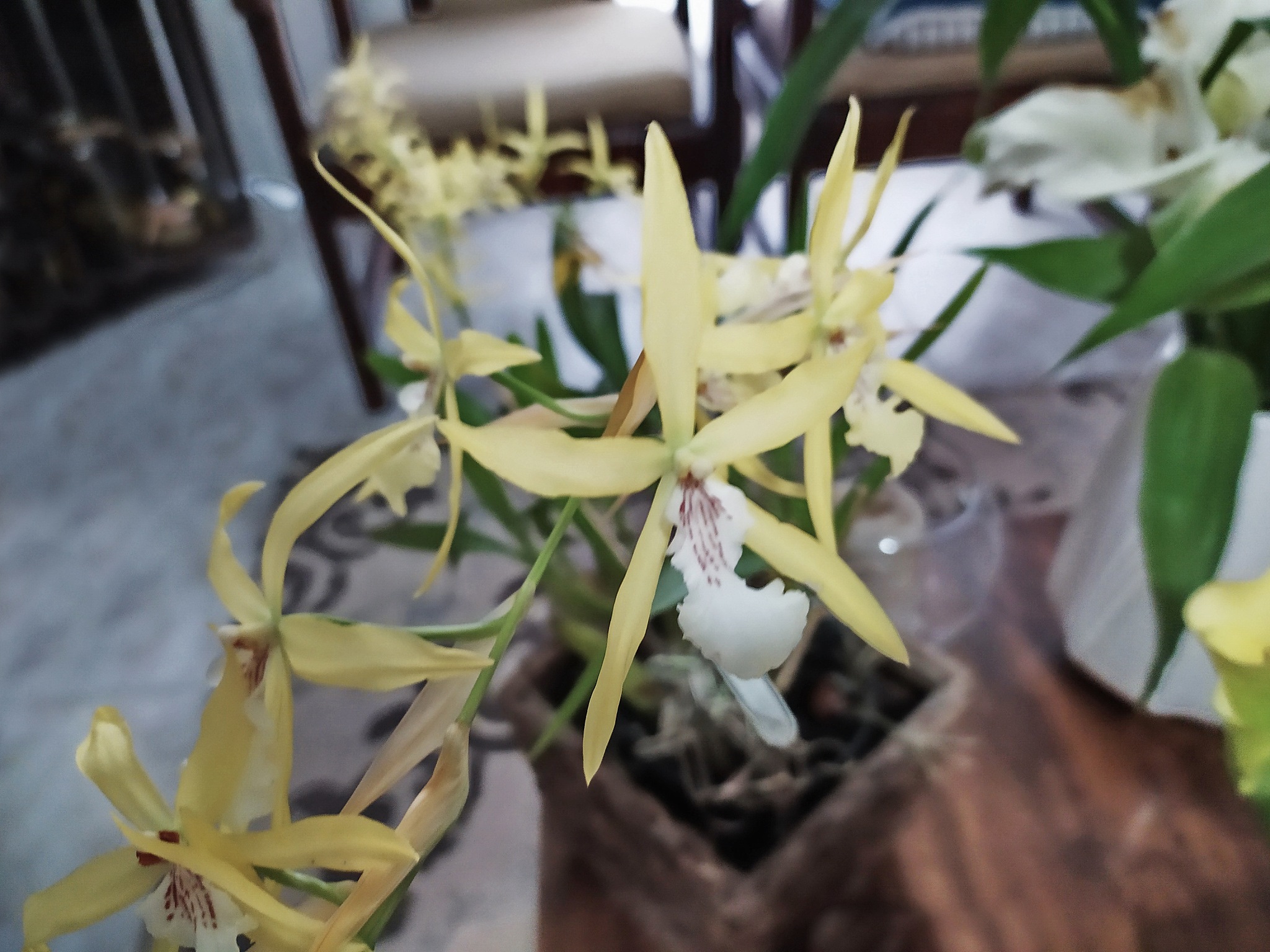 orchid miltonia flavescens