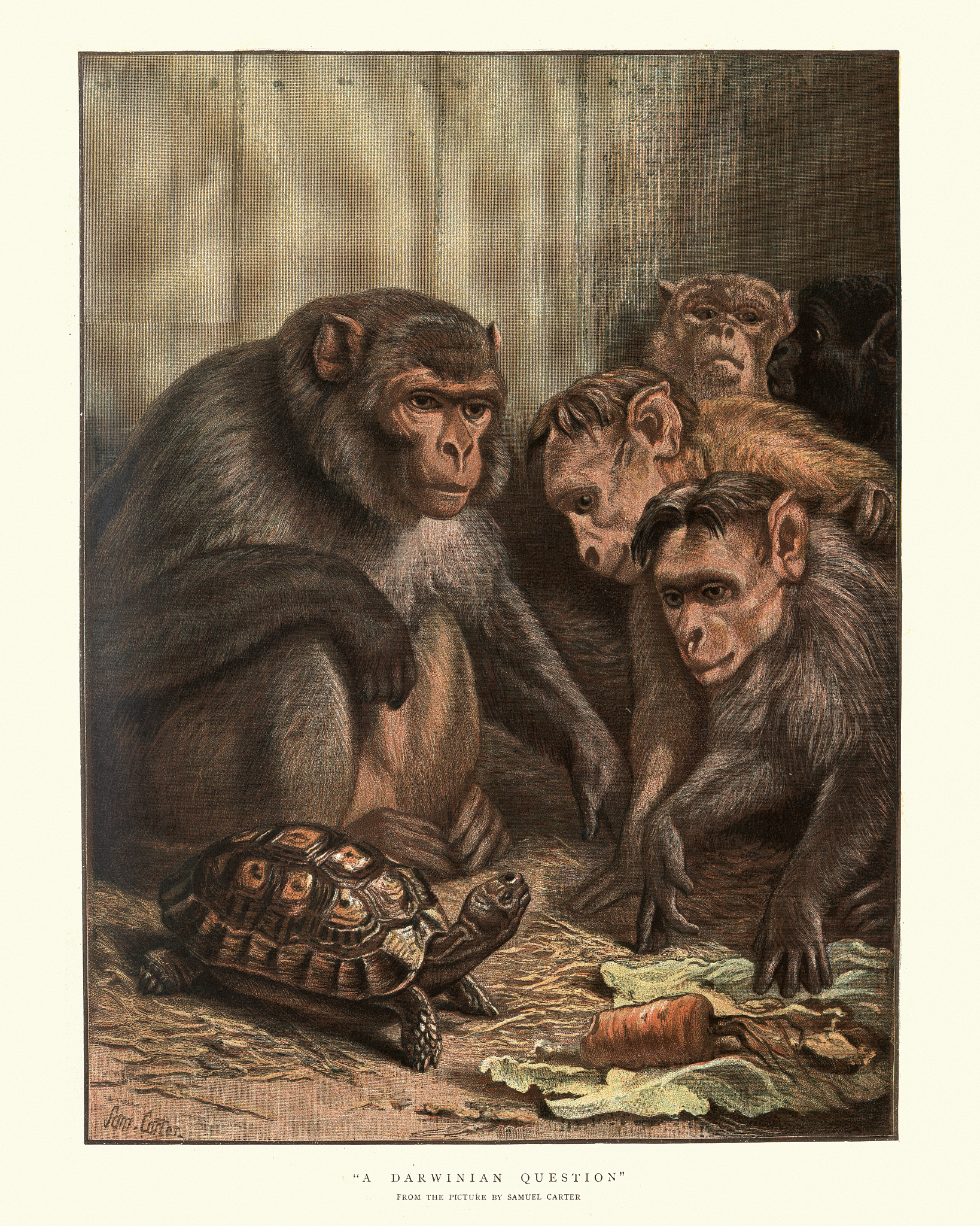 Old Age Animal Analogy: What Animal Represents Elderly People in English?
