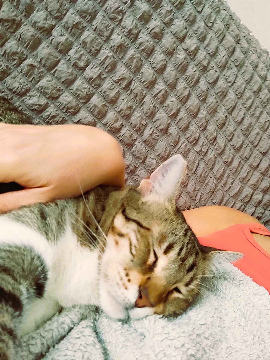 猫咪爆红小红书！10个标题萌翻天，铲屎官必看！