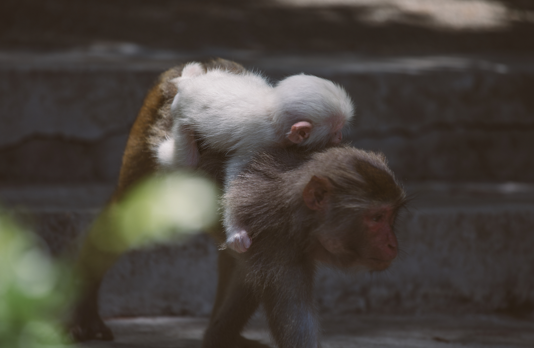 金丝猴为什么很乖巧？揭秘金丝猴的聪明之处