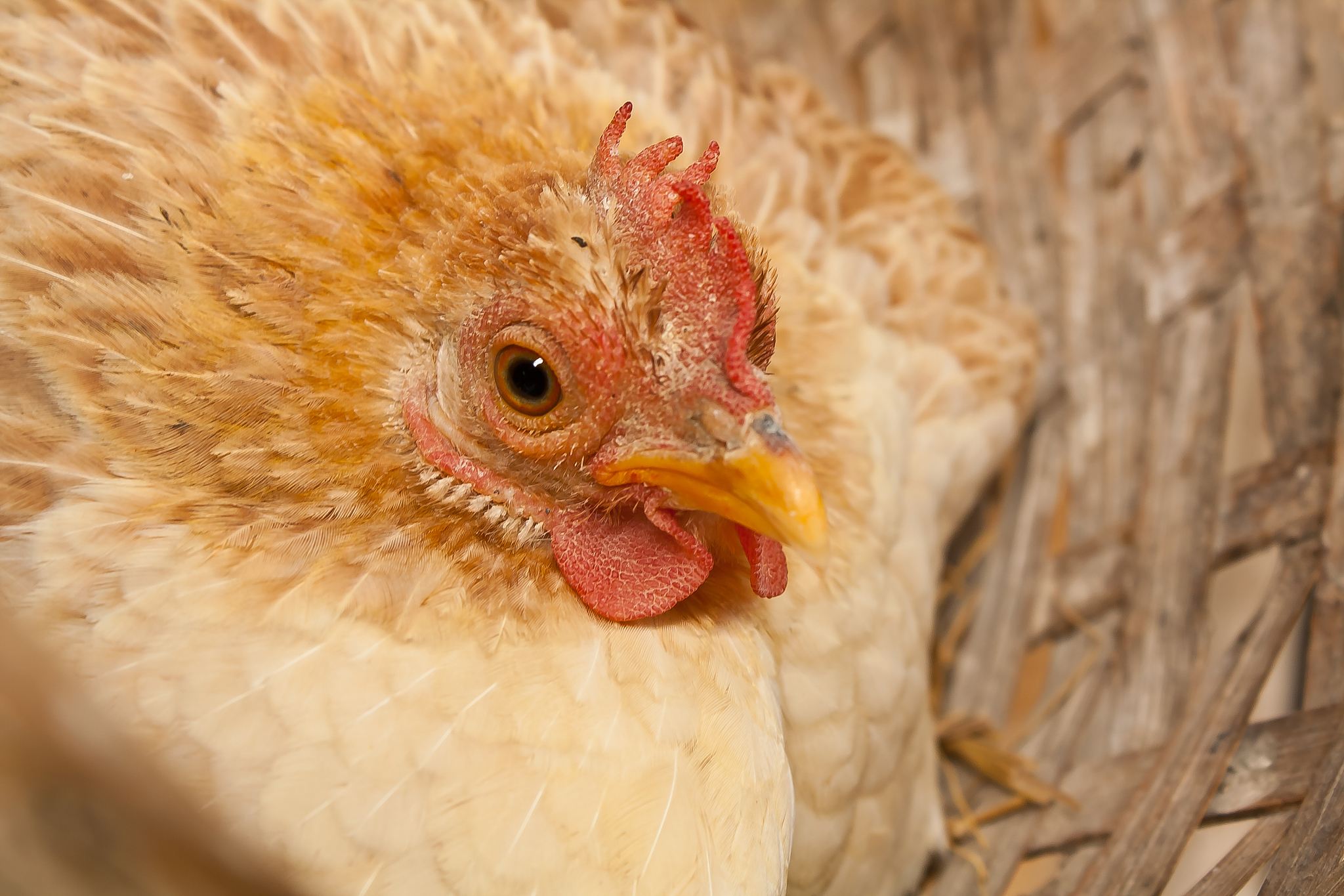 chicken
