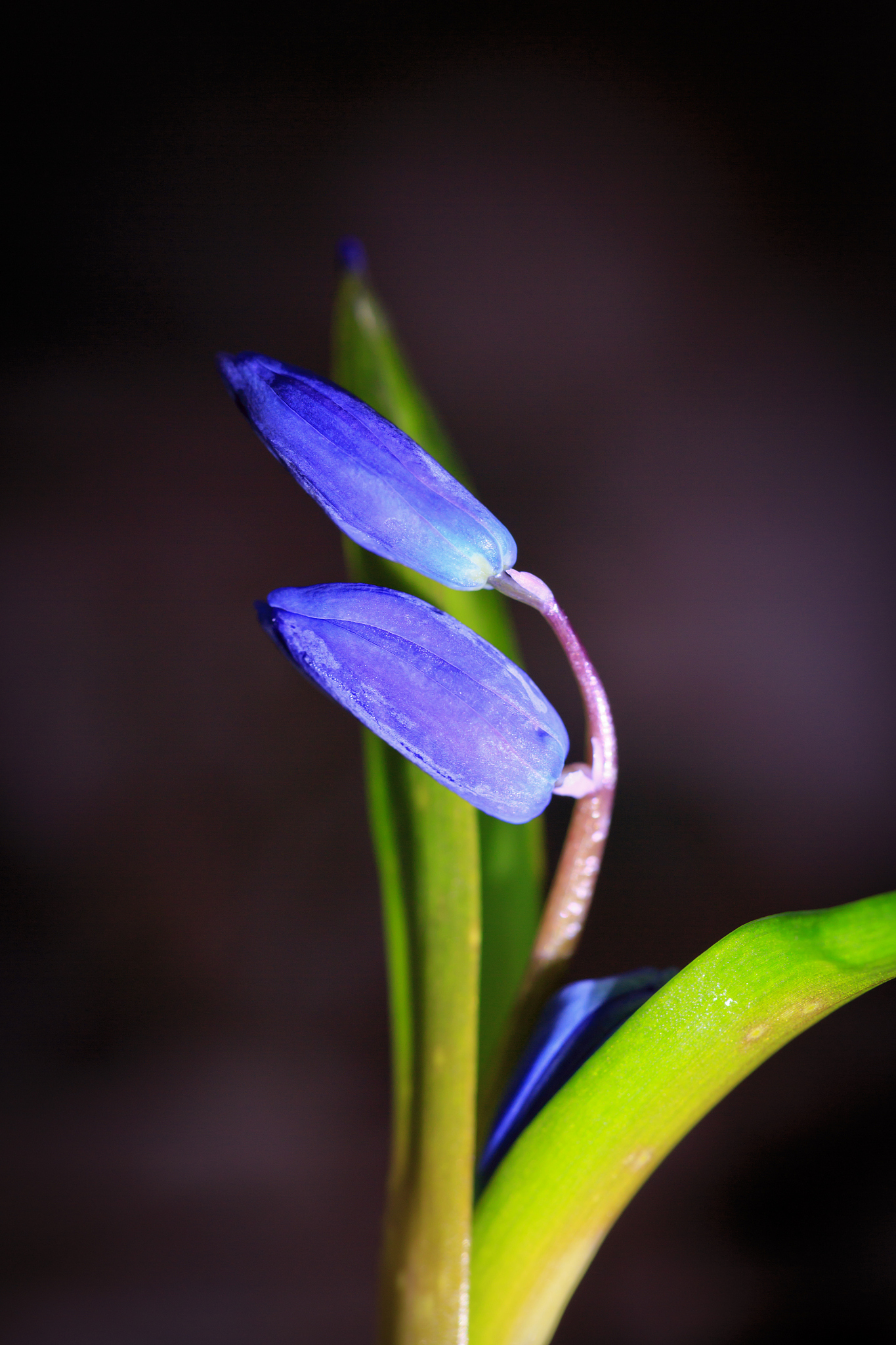 first spring flowers