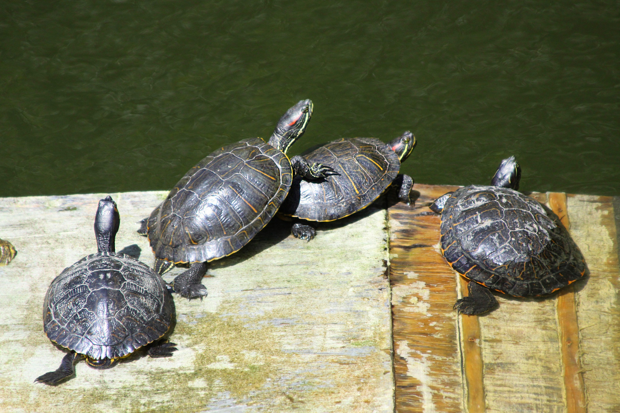 turtles