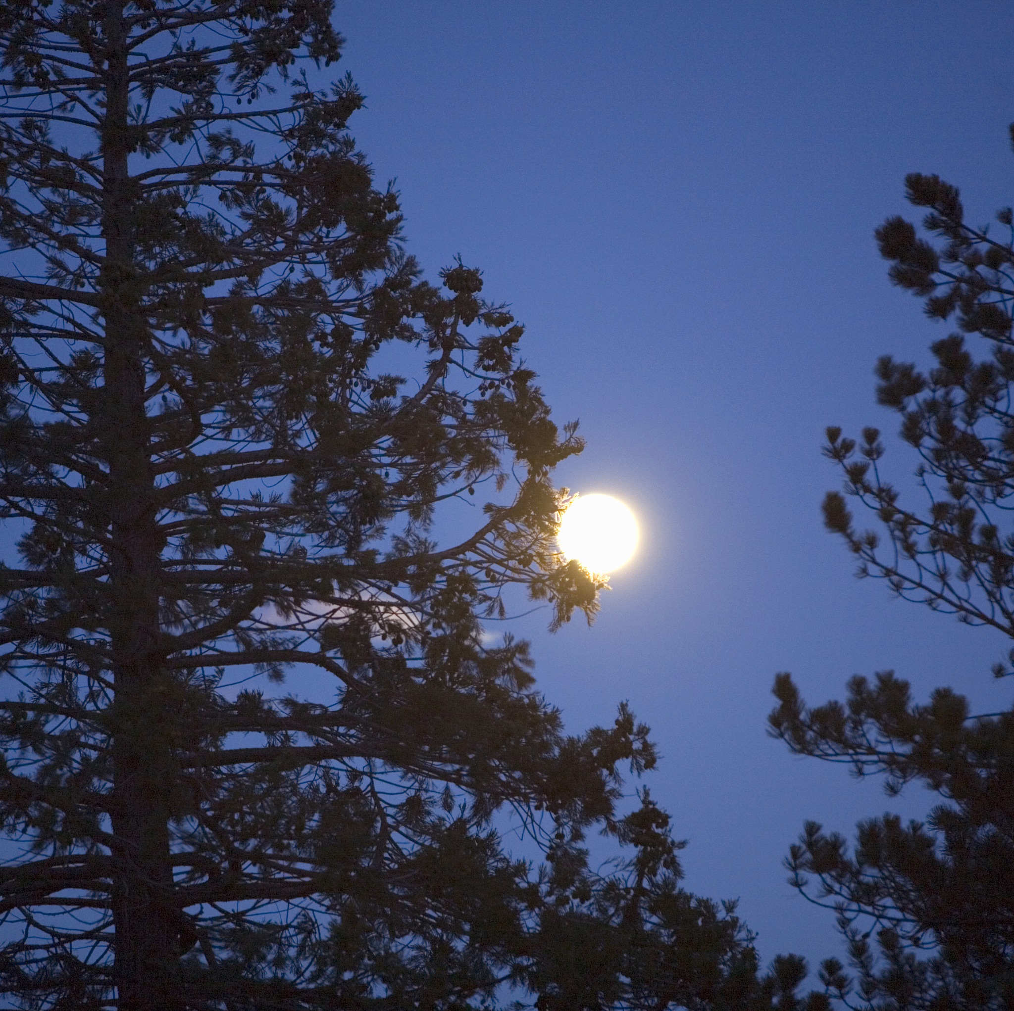 松月诗词：古人笔下的松林明月